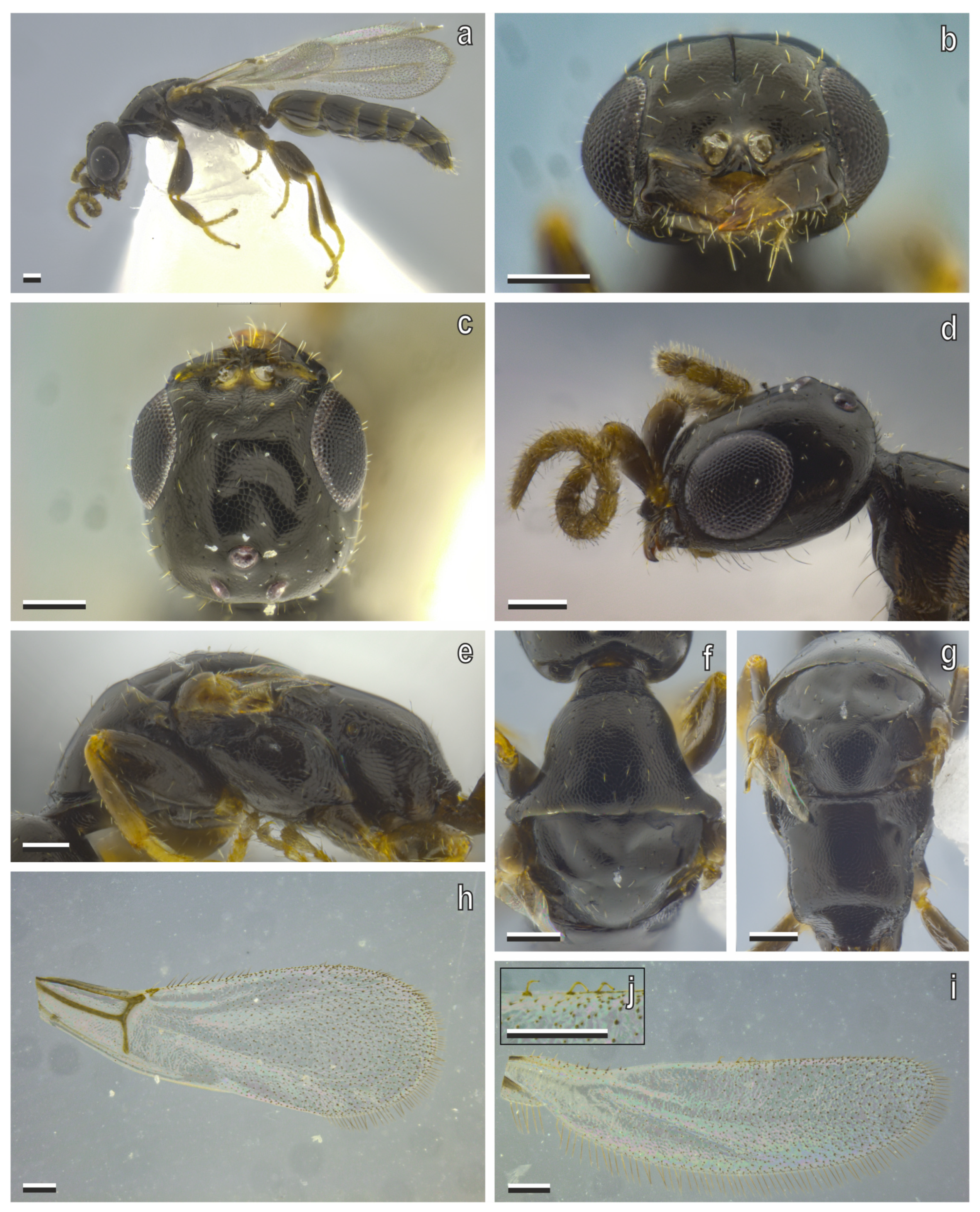 Diversity 17 00611 g008 Diversity 17 00611 g008