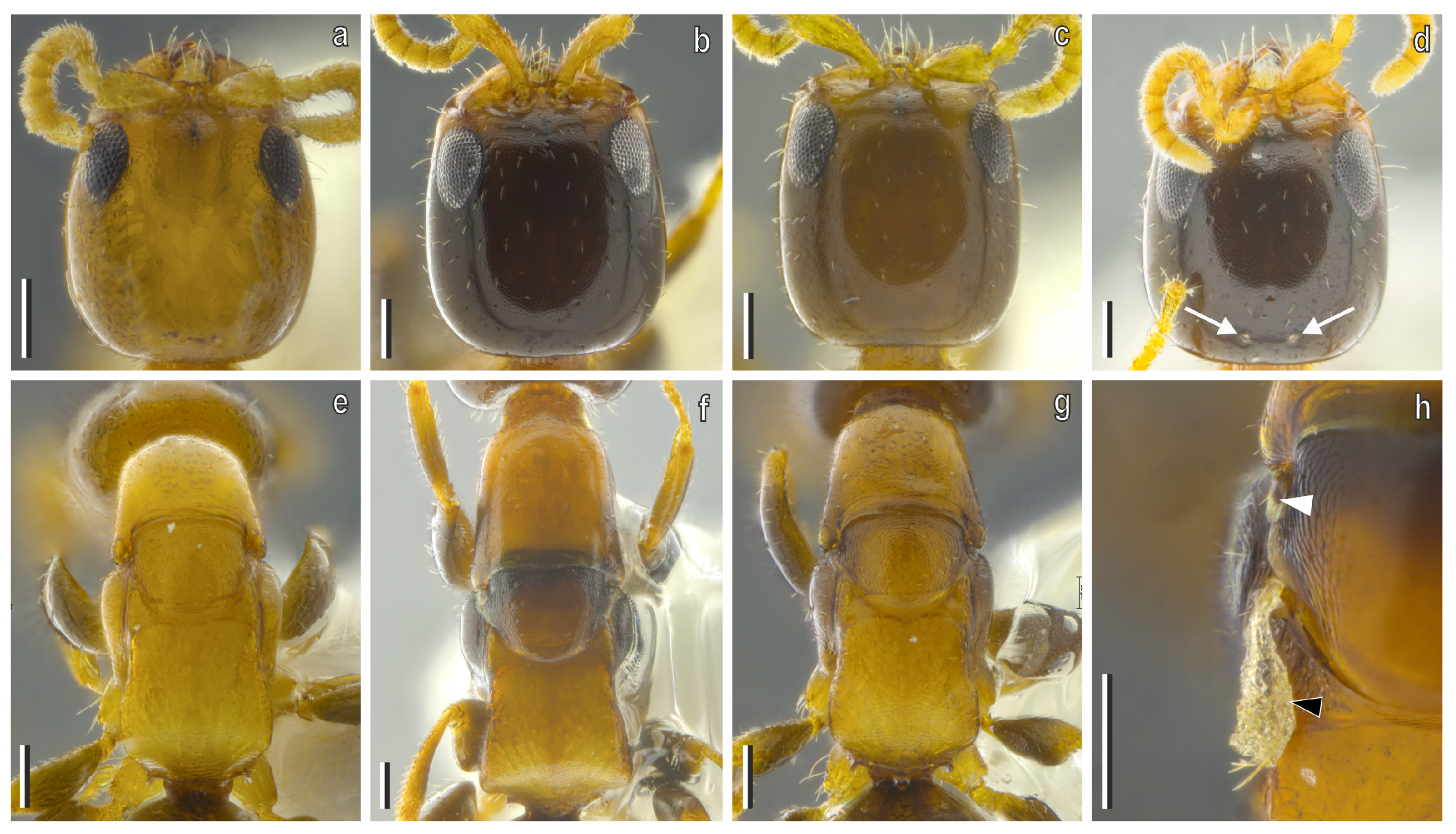 Diversity 17 00611 g009 Diversity 17 00611 g009