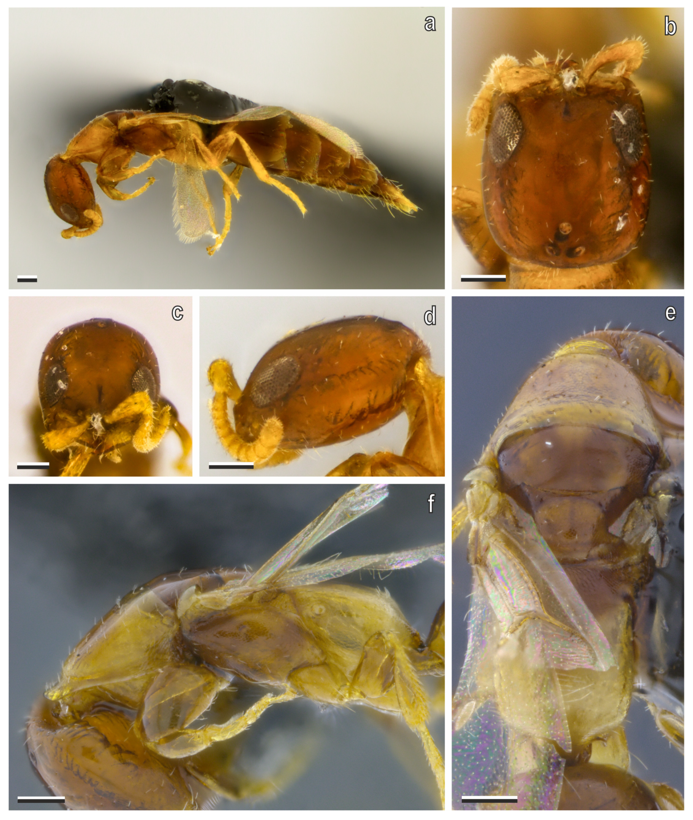 Diversity 17 00611 g011 Diversity 17 00611 g011