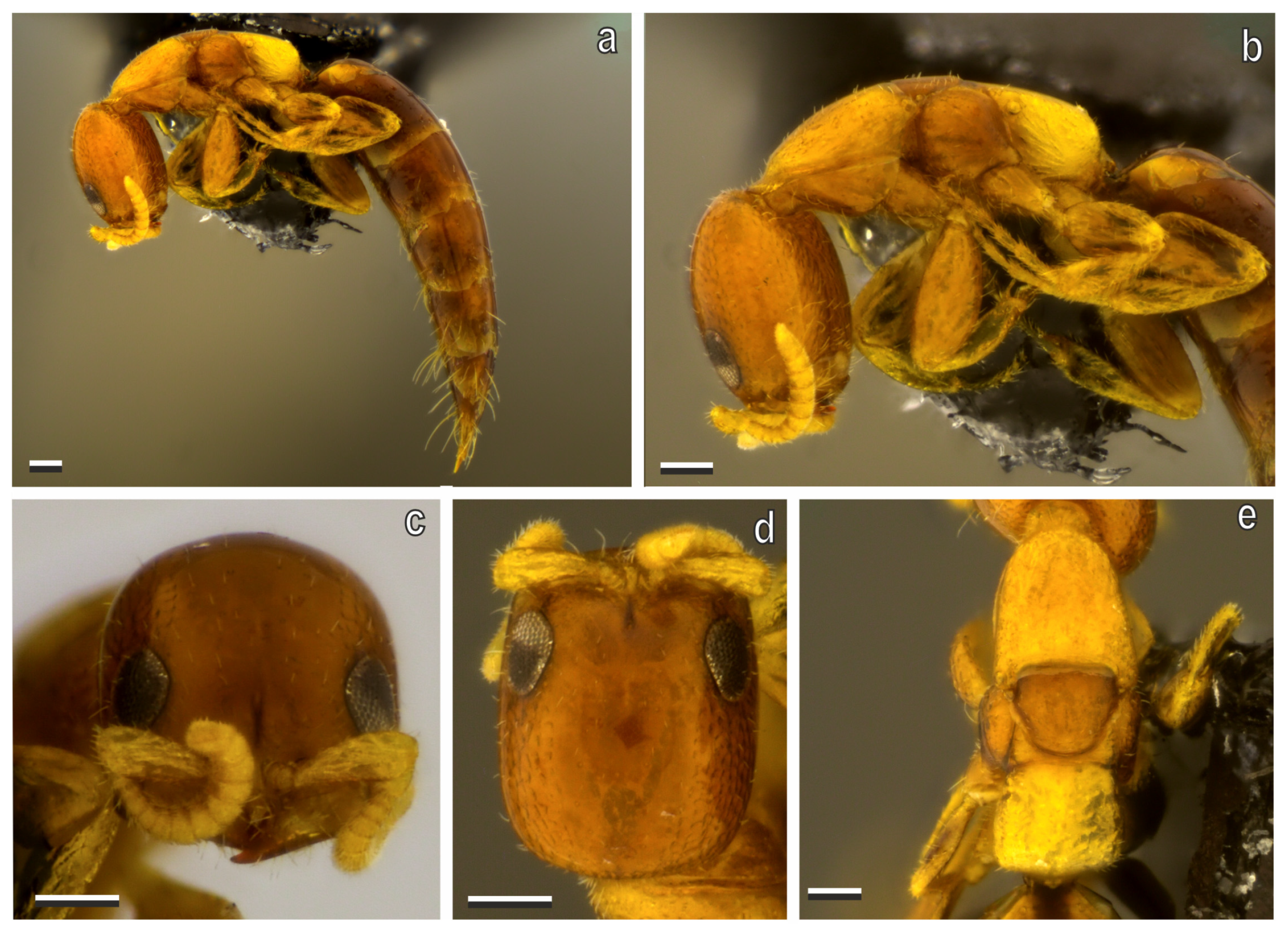 Diversity 17 00611 g012 Diversity 17 00611 g012