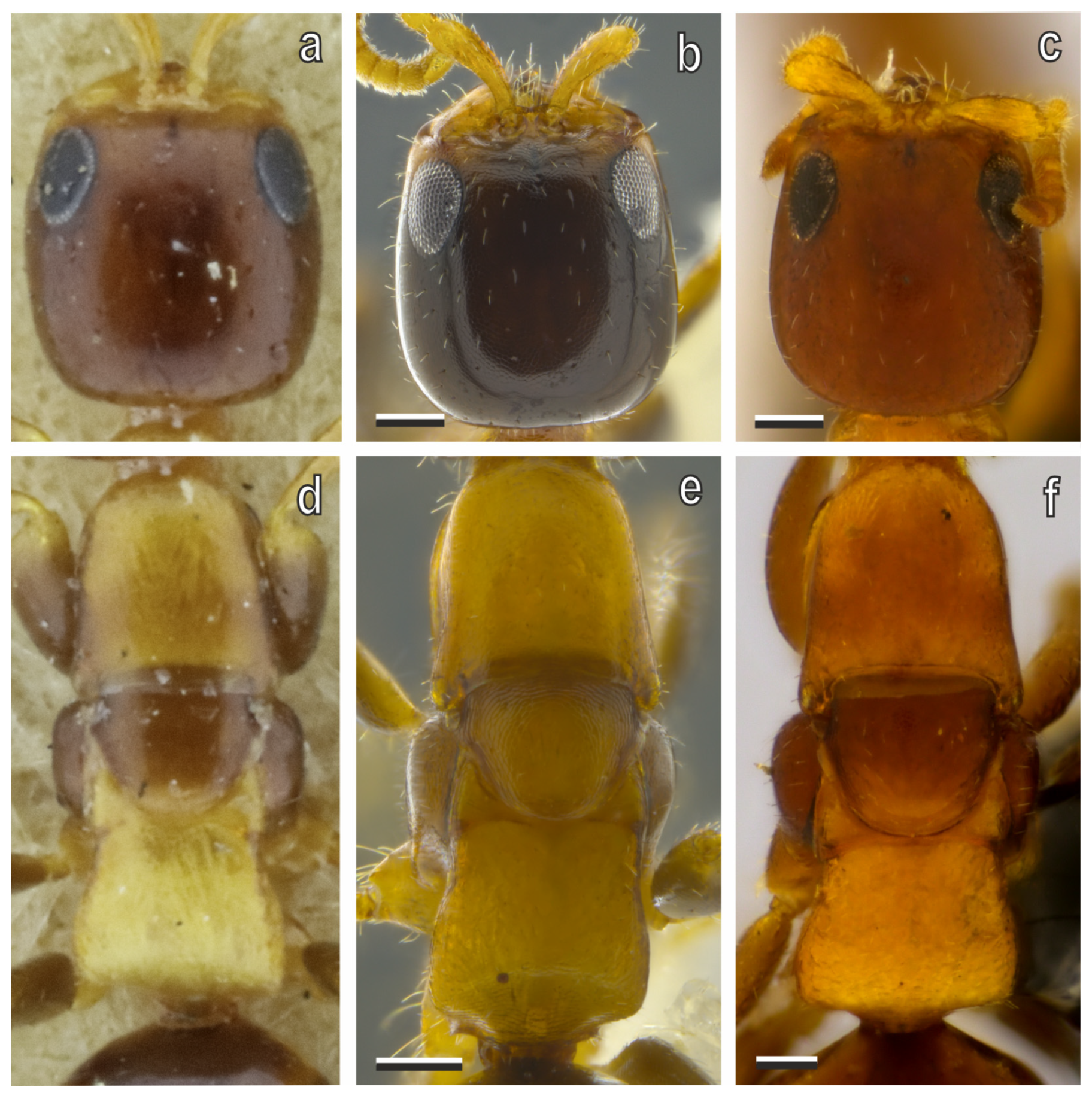 Diversity 17 00611 g014 Diversity 17 00611 g014