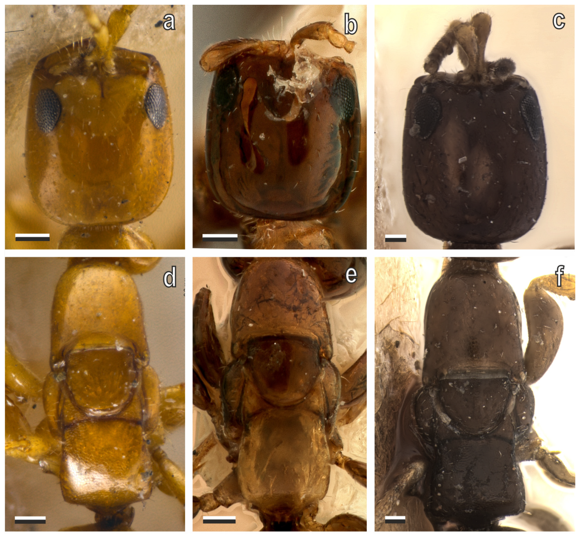 Diversity 17 00611 g015 Diversity 17 00611 g015