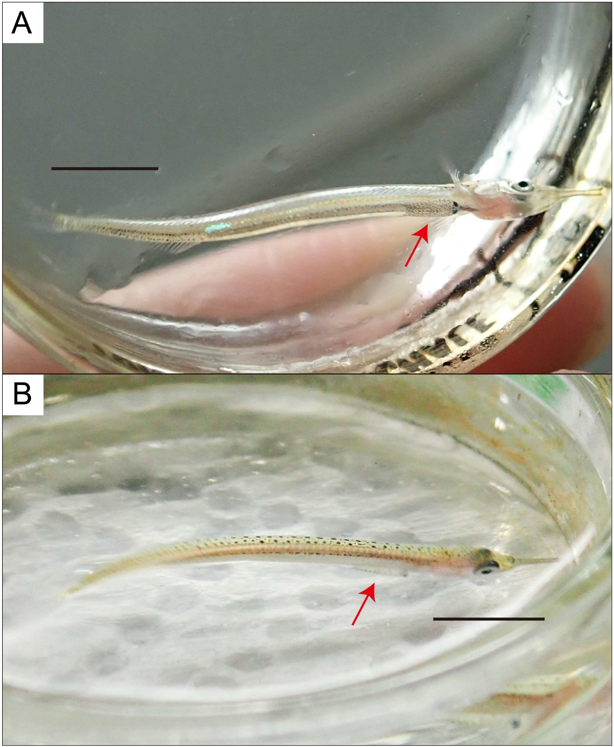 Diversity 17 00613 g001 Diversity 17 00613 g001