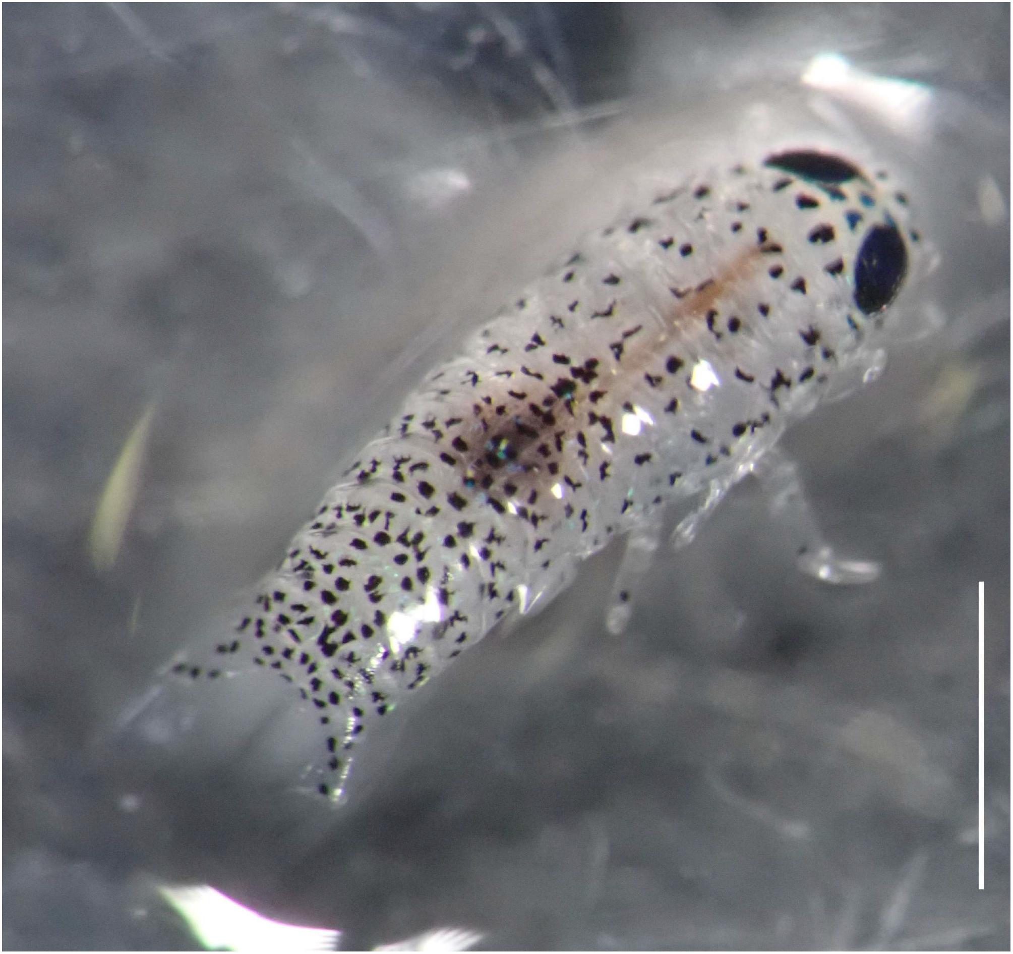 Diversity 17 00613 g002 Diversity 17 00613 g002