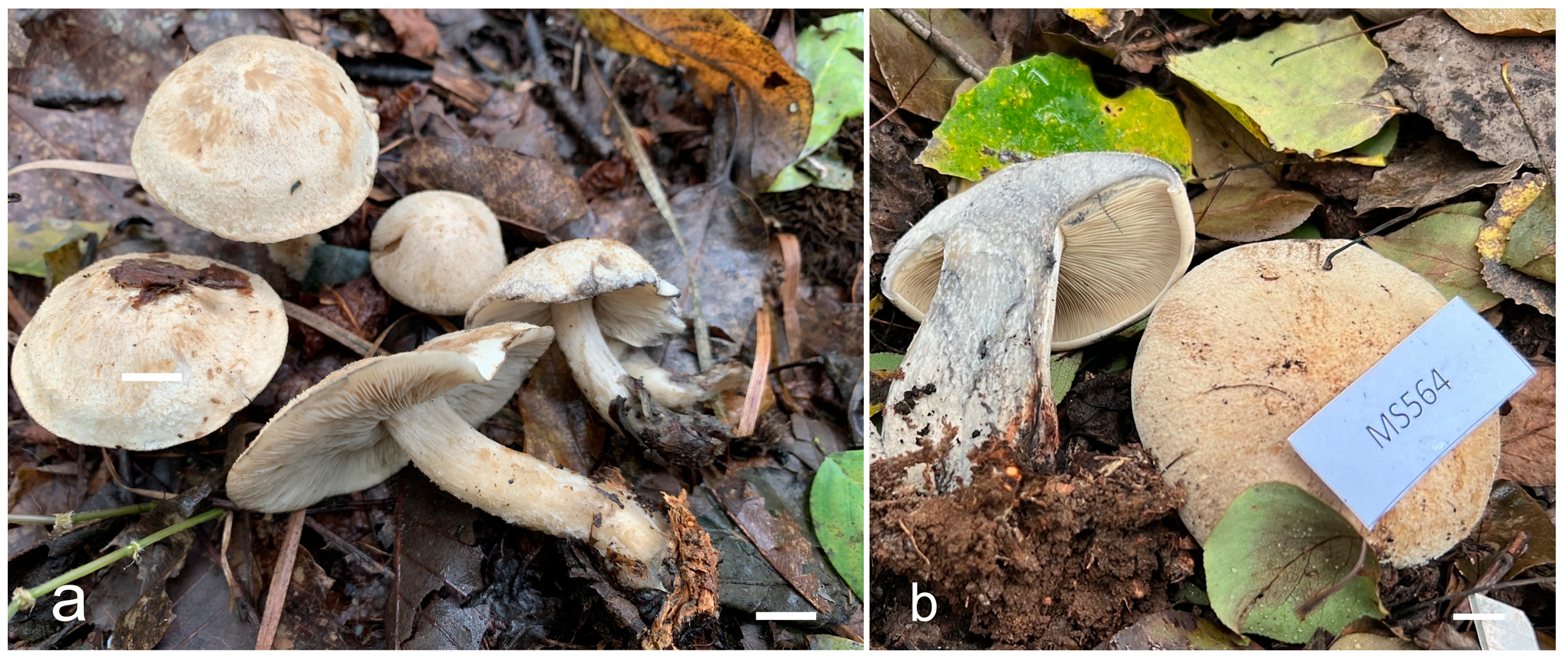 Diversity 17 00619 g002