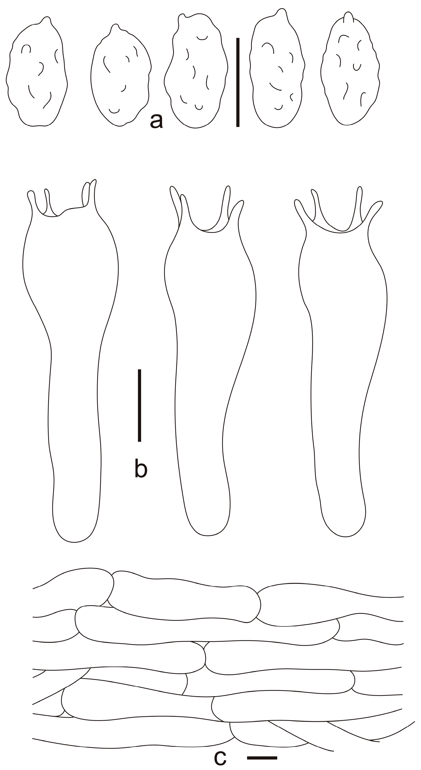 Diversity 17 00619 g003