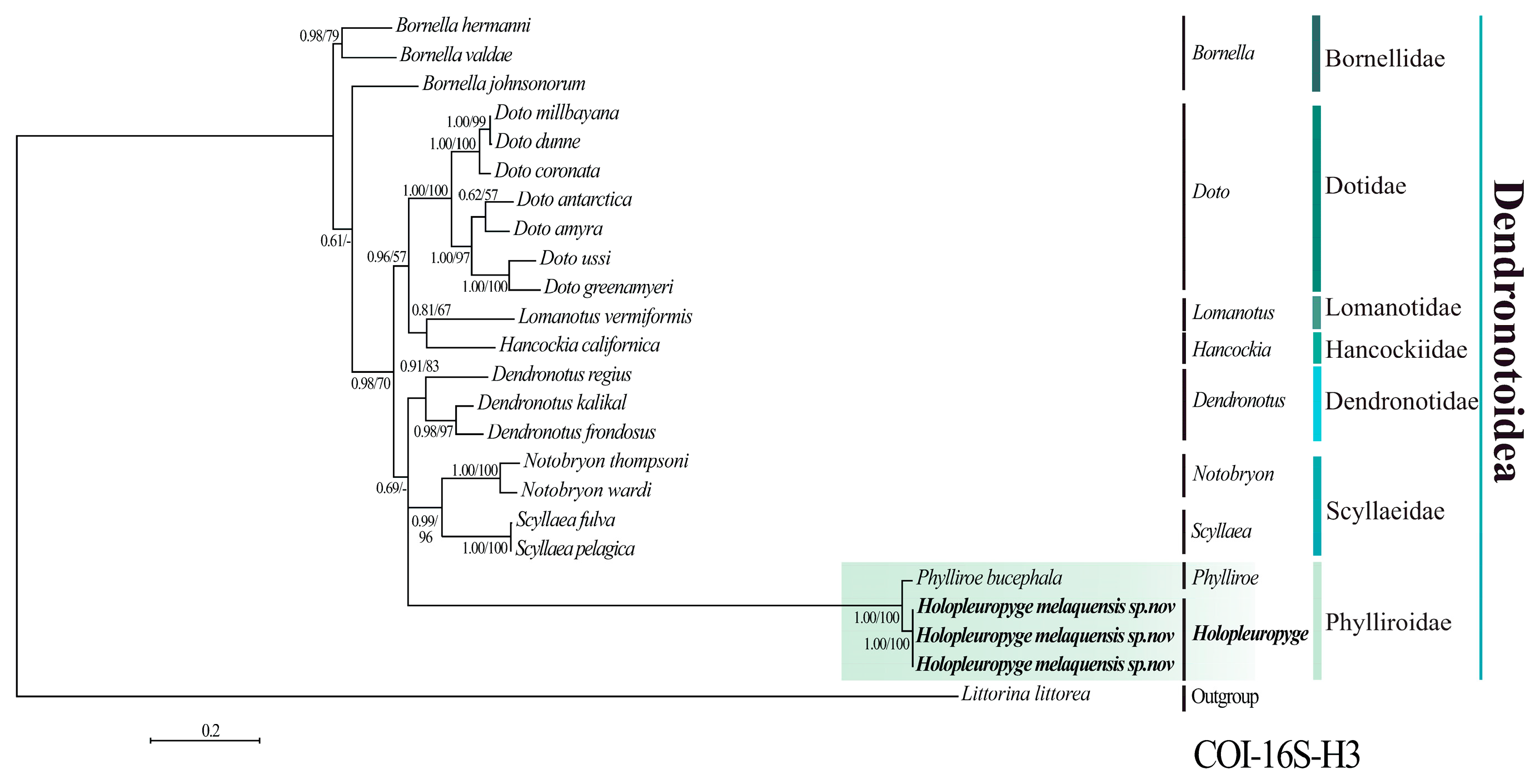 Diversity 17 00620 g004