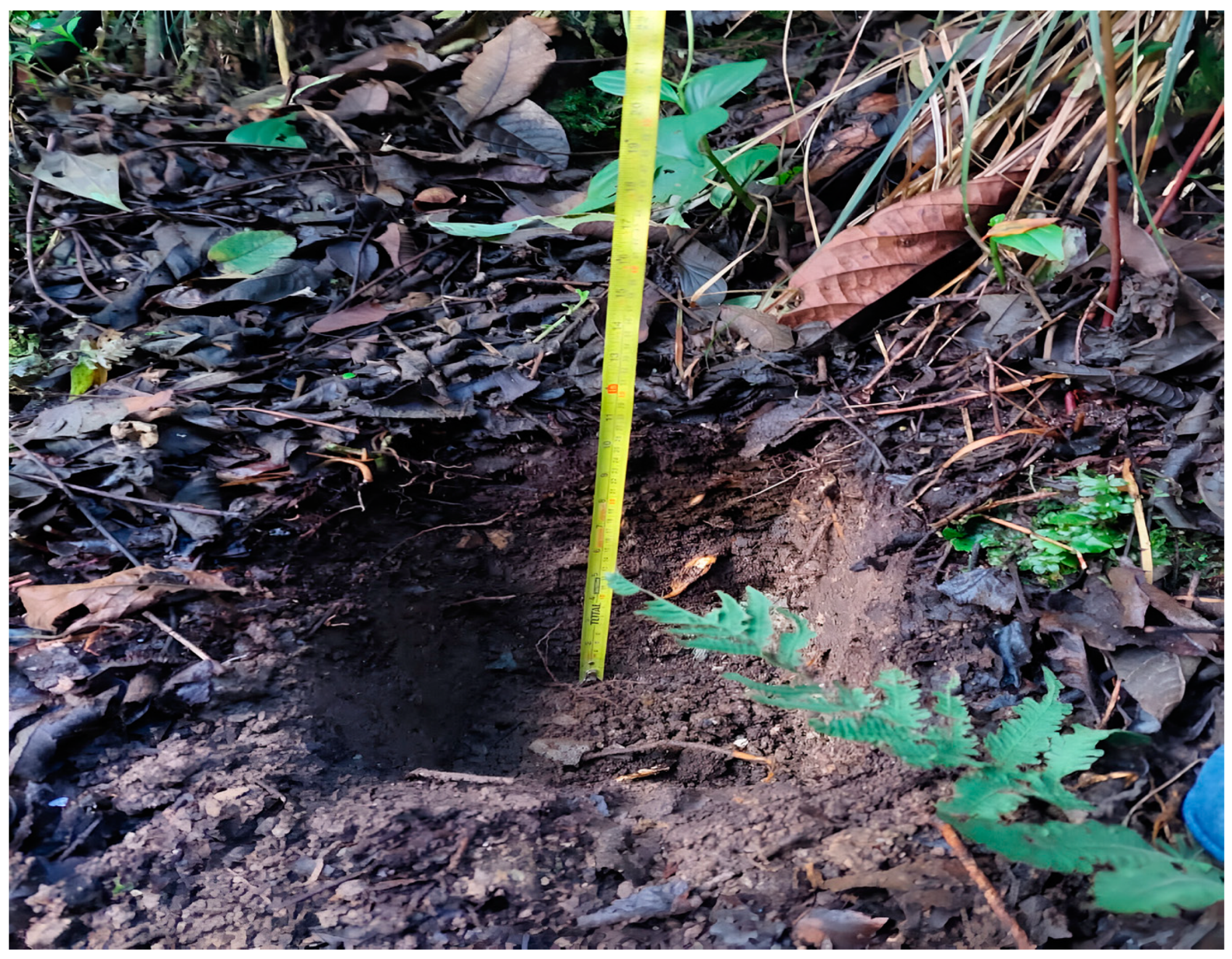 Diversity 17 00627 g001