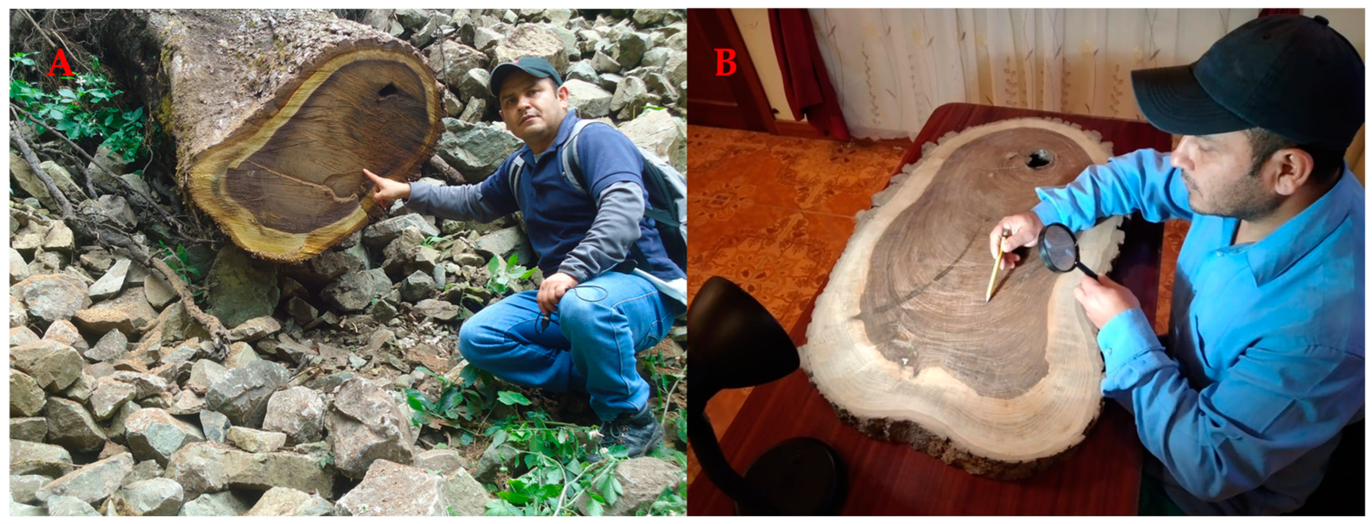 Diversity 17 00627 g003