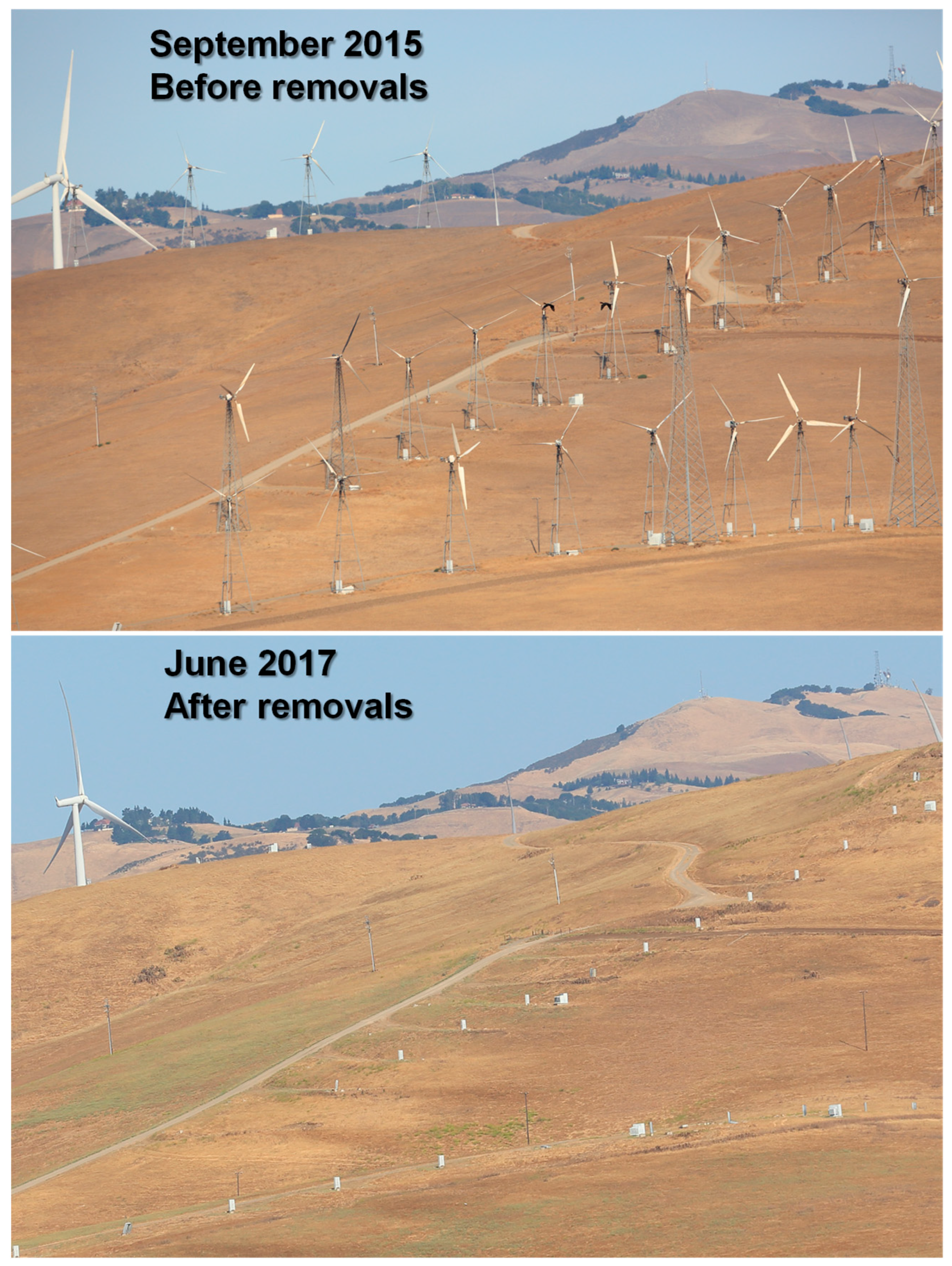 Diversity 17 00628 g002