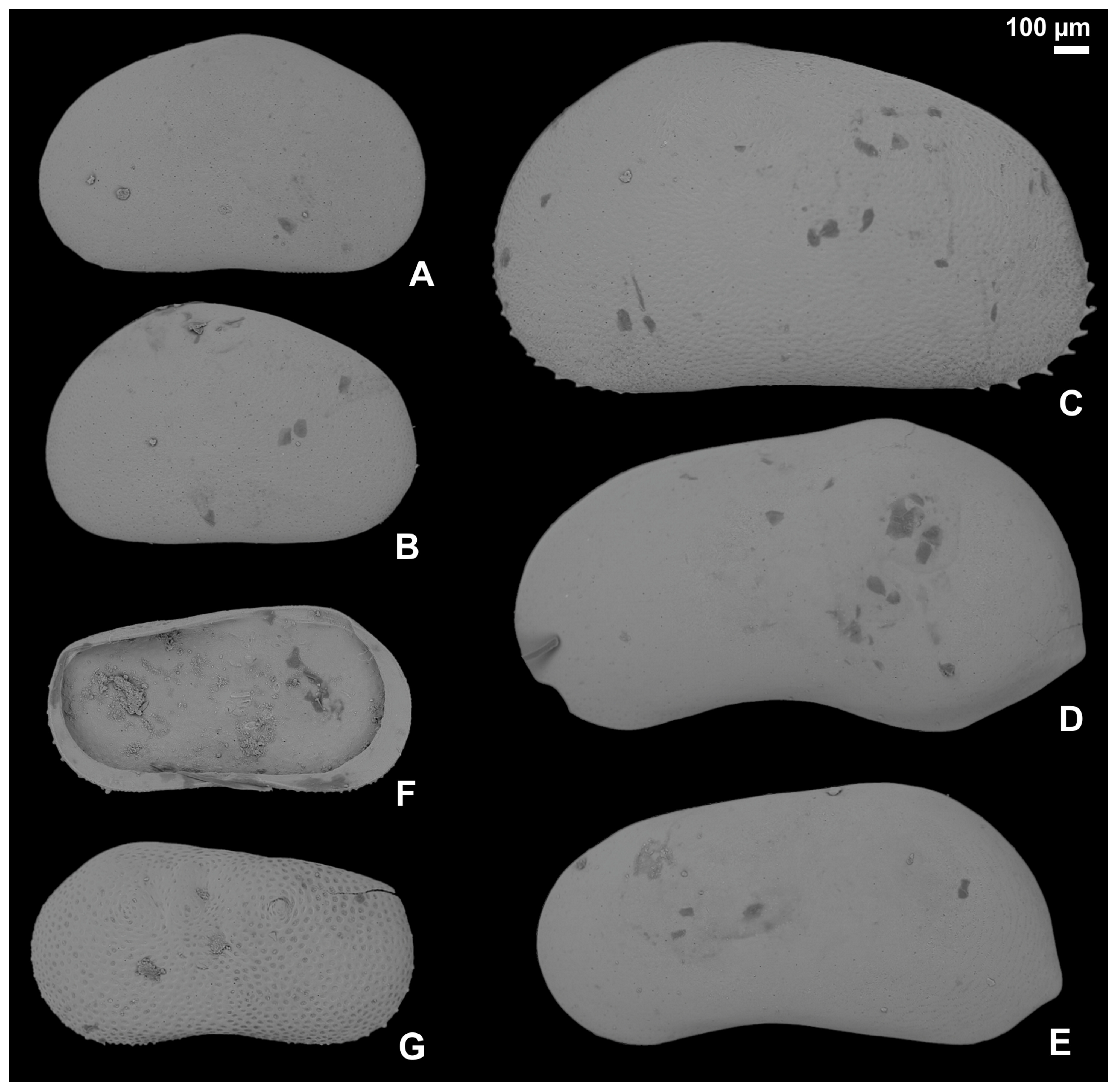 Diversity 17 00631 g004 Diversity 17 00631 g004
