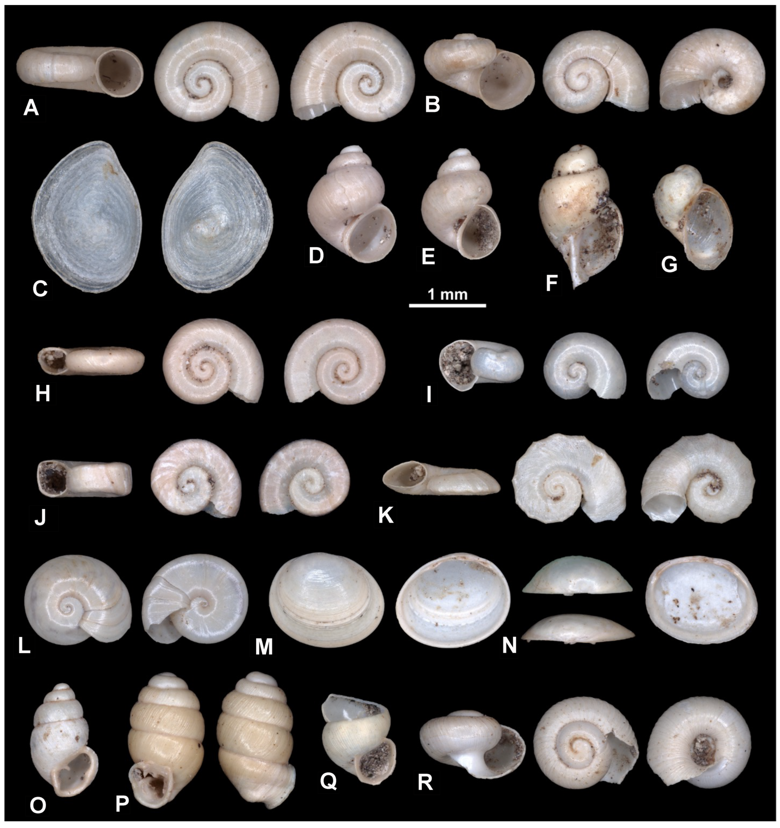 Diversity 17 00631 g005 Diversity 17 00631 g005