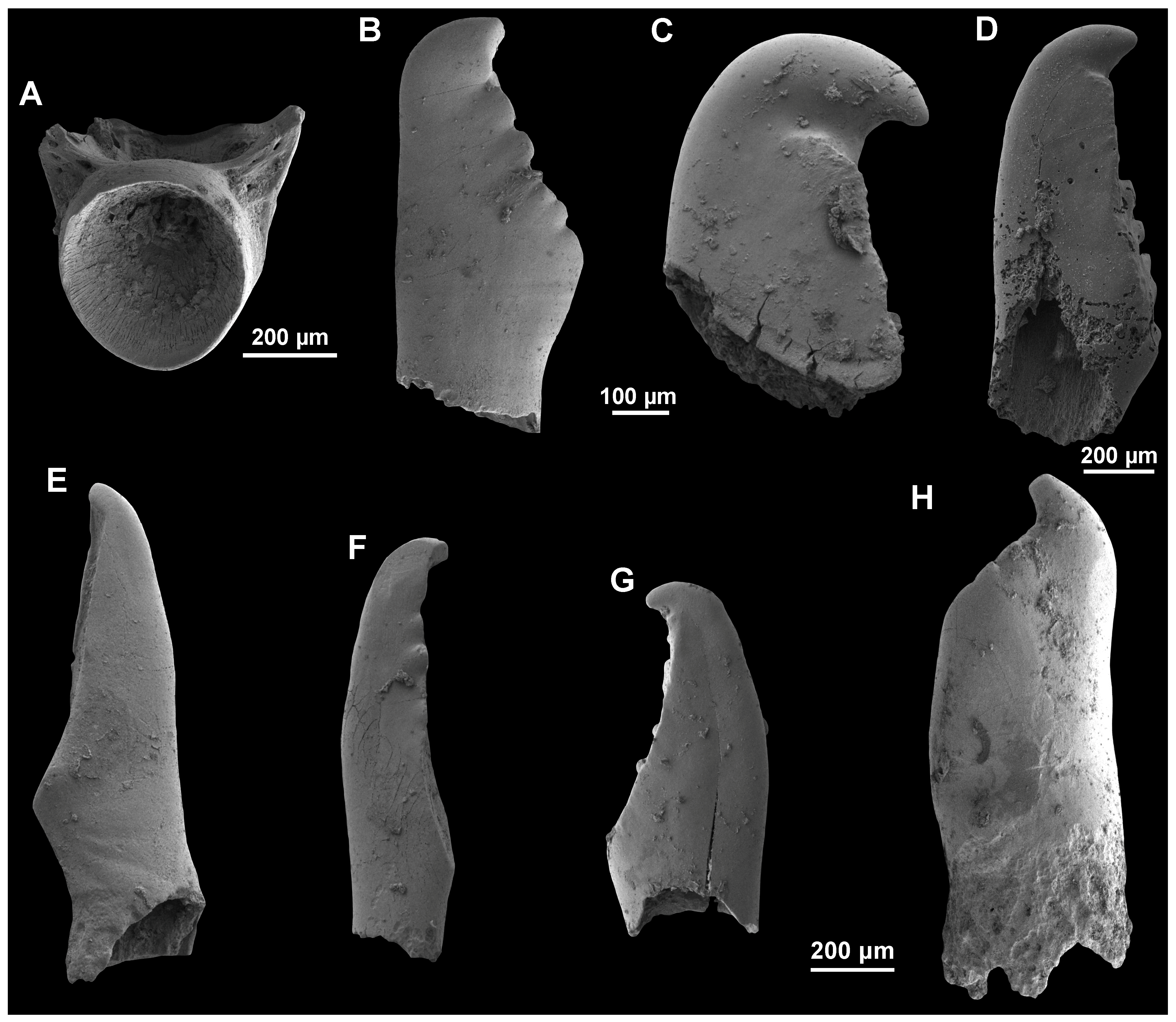 Diversity 17 00631 g006 Diversity 17 00631 g006
