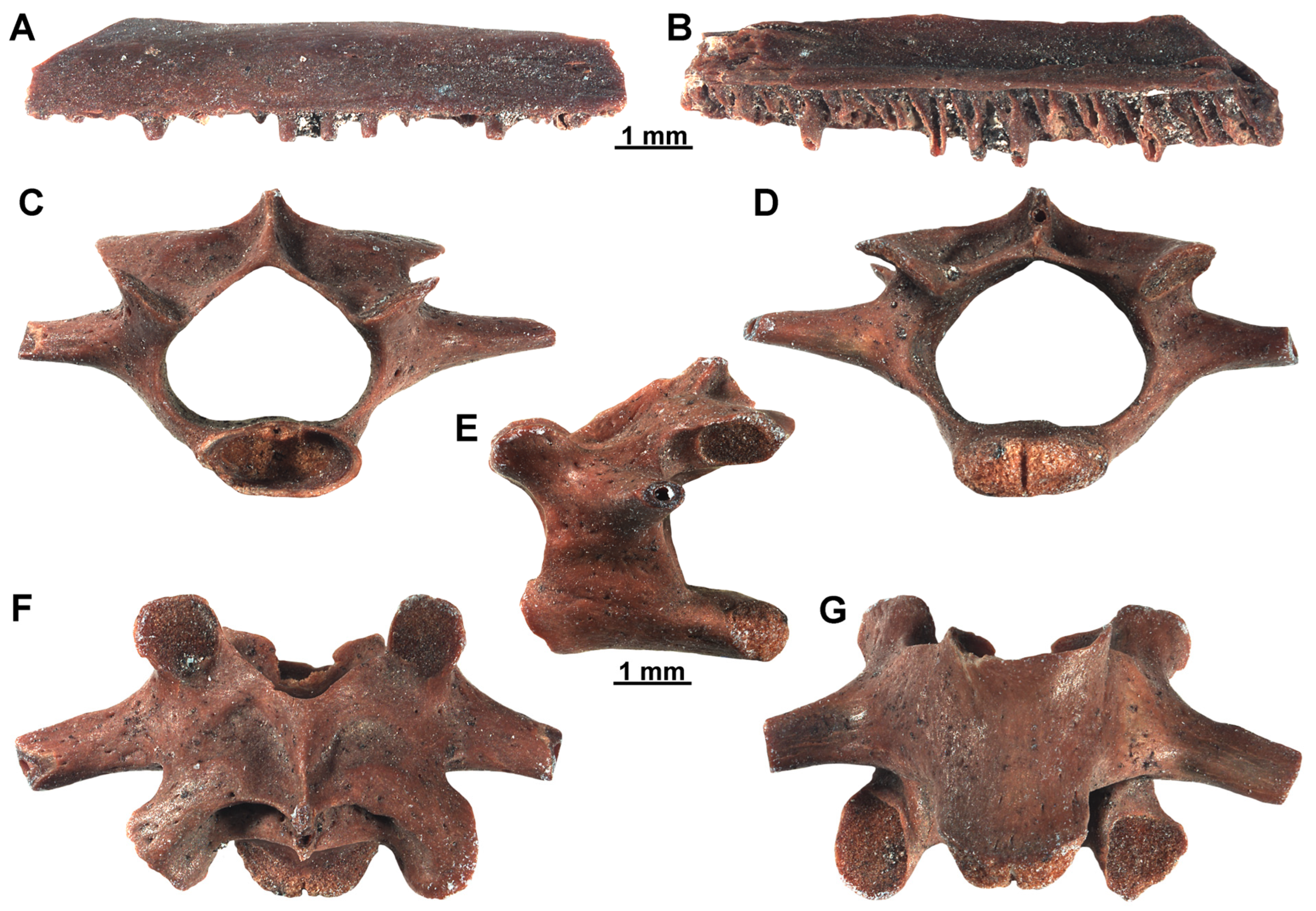 Diversity 17 00631 g007 Diversity 17 00631 g007