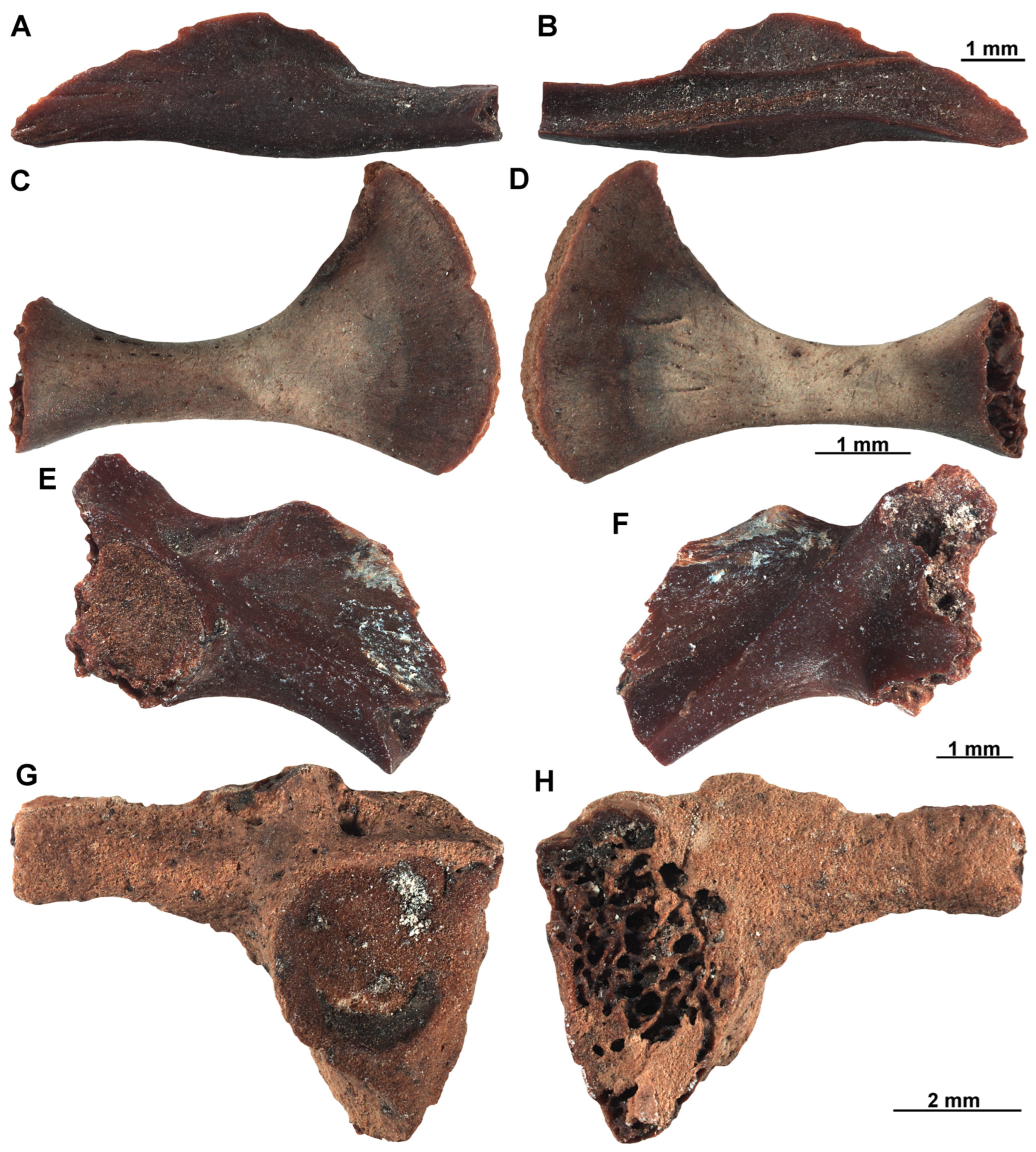 Diversity 17 00631 g008 Diversity 17 00631 g008