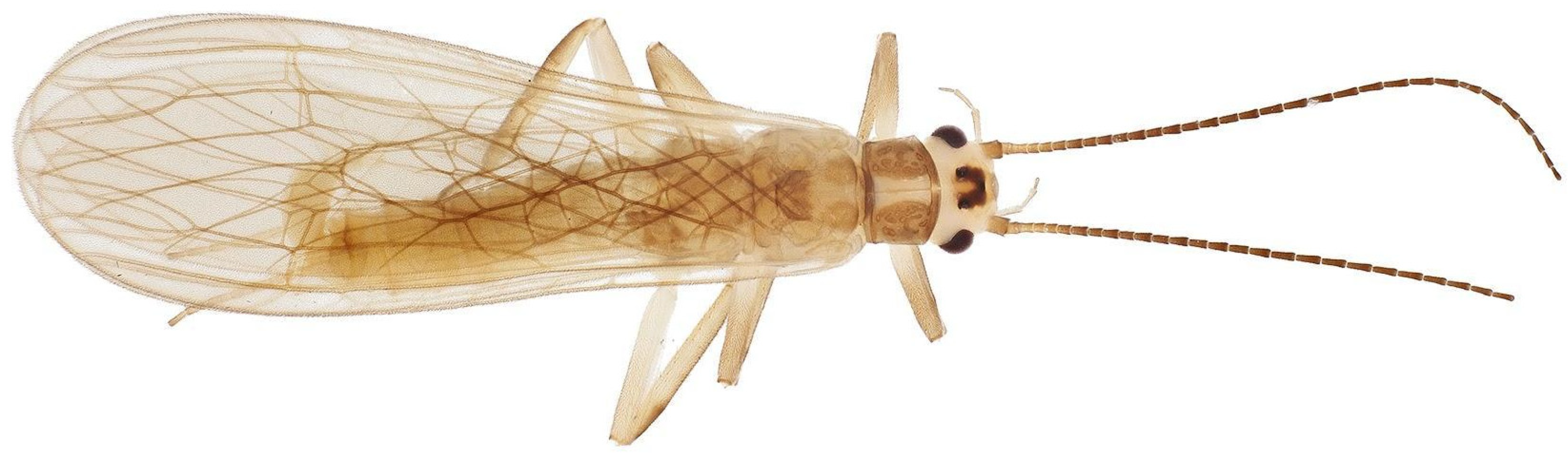 Diversity 17 00633 g002