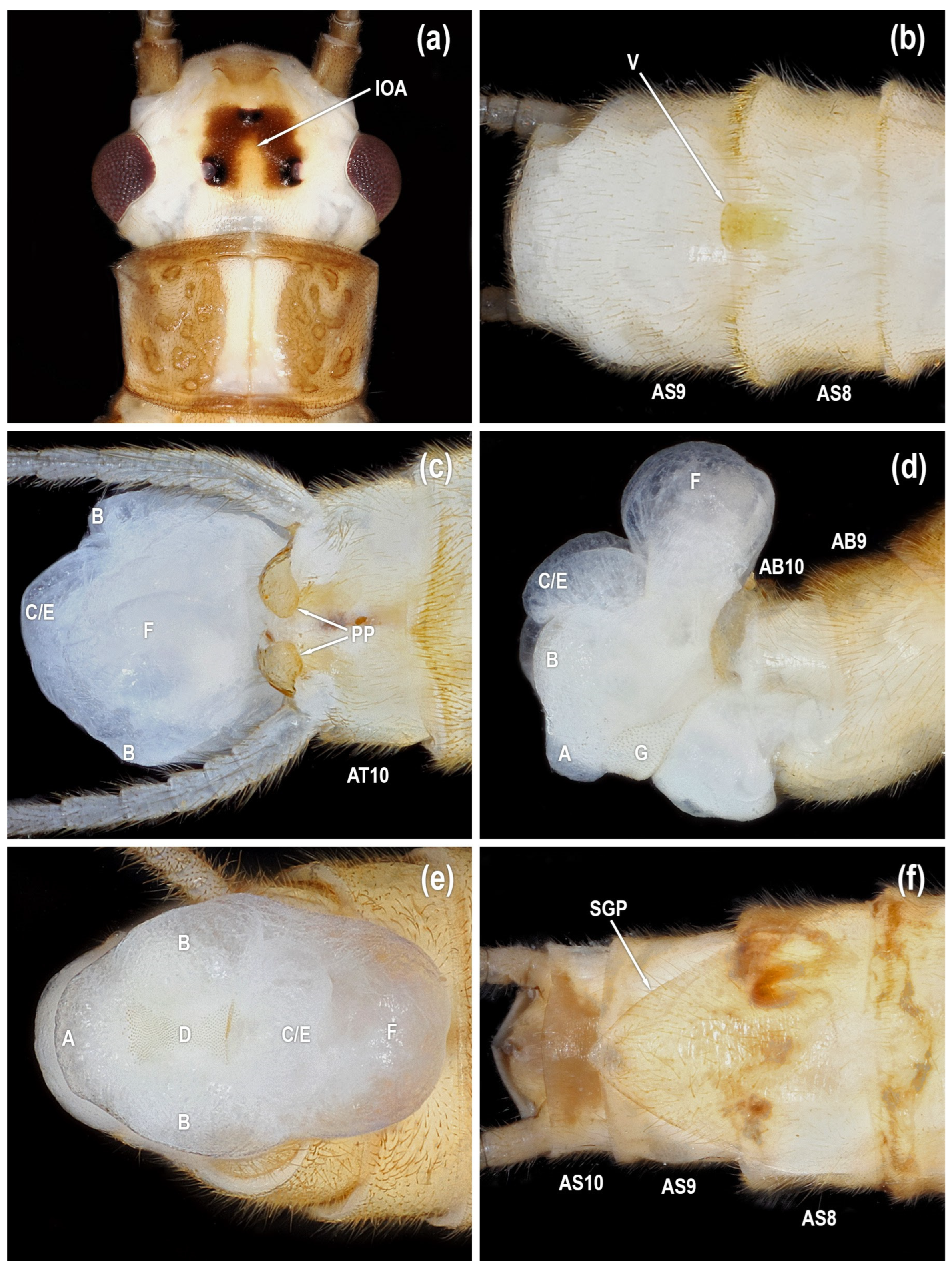 Diversity 17 00633 g003