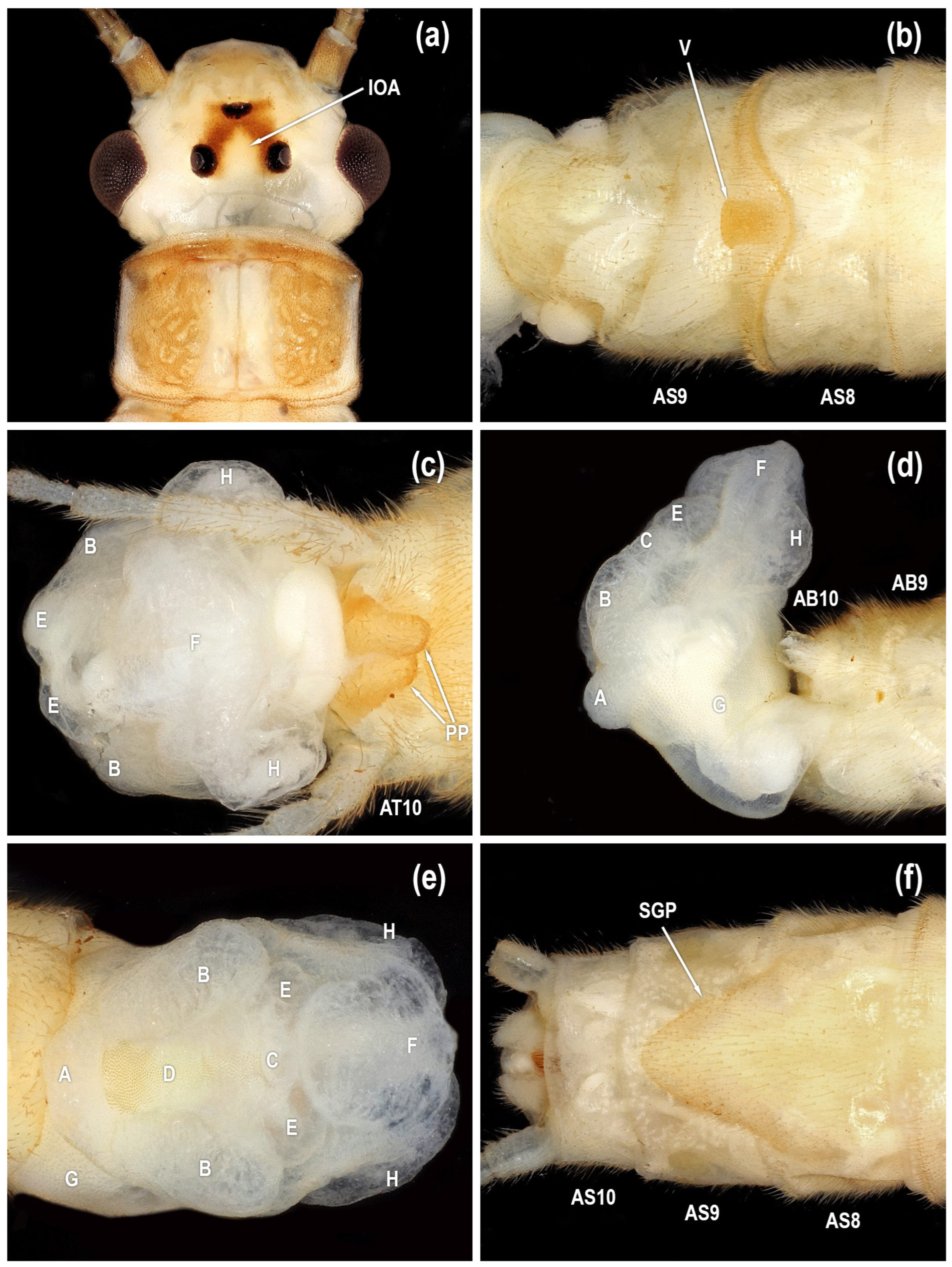 Diversity 17 00633 g004