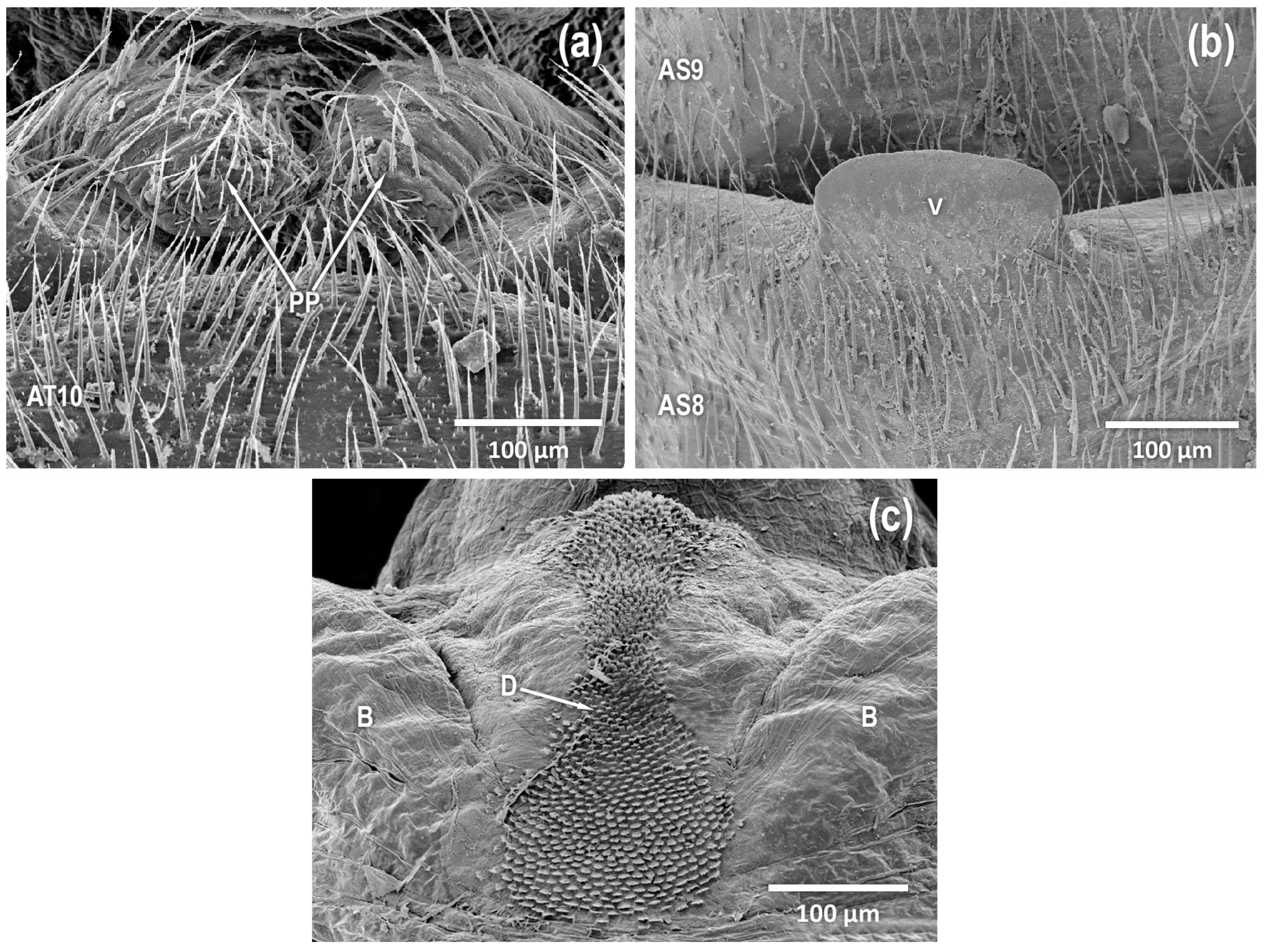 Diversity 17 00633 g005