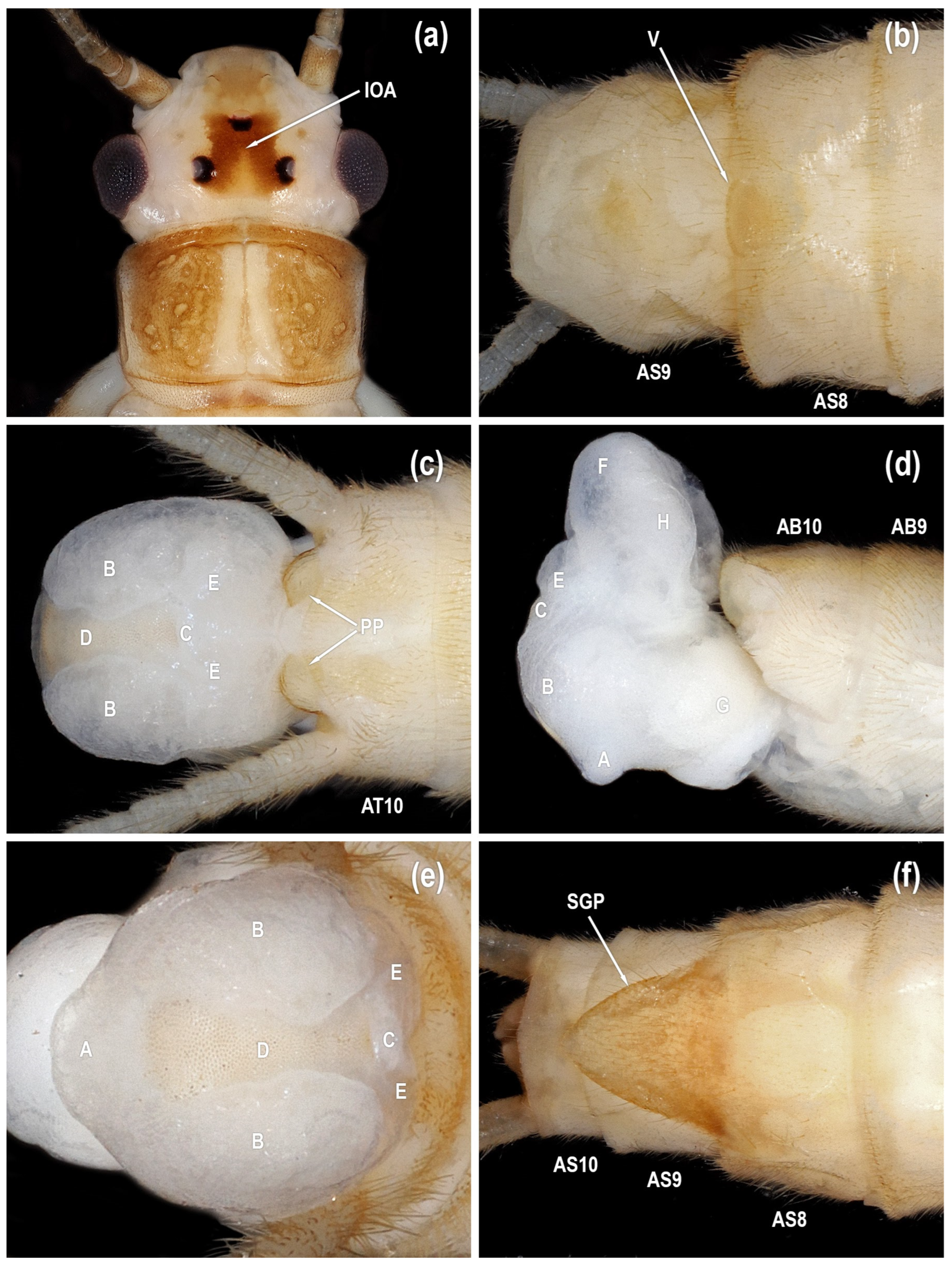 Diversity 17 00633 g006