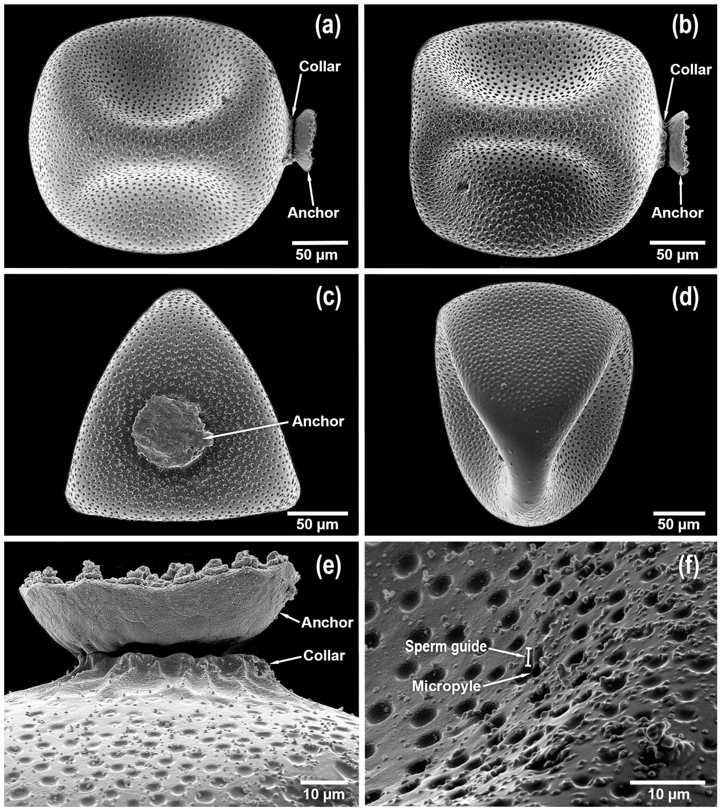 Diversity 17 00633 g008