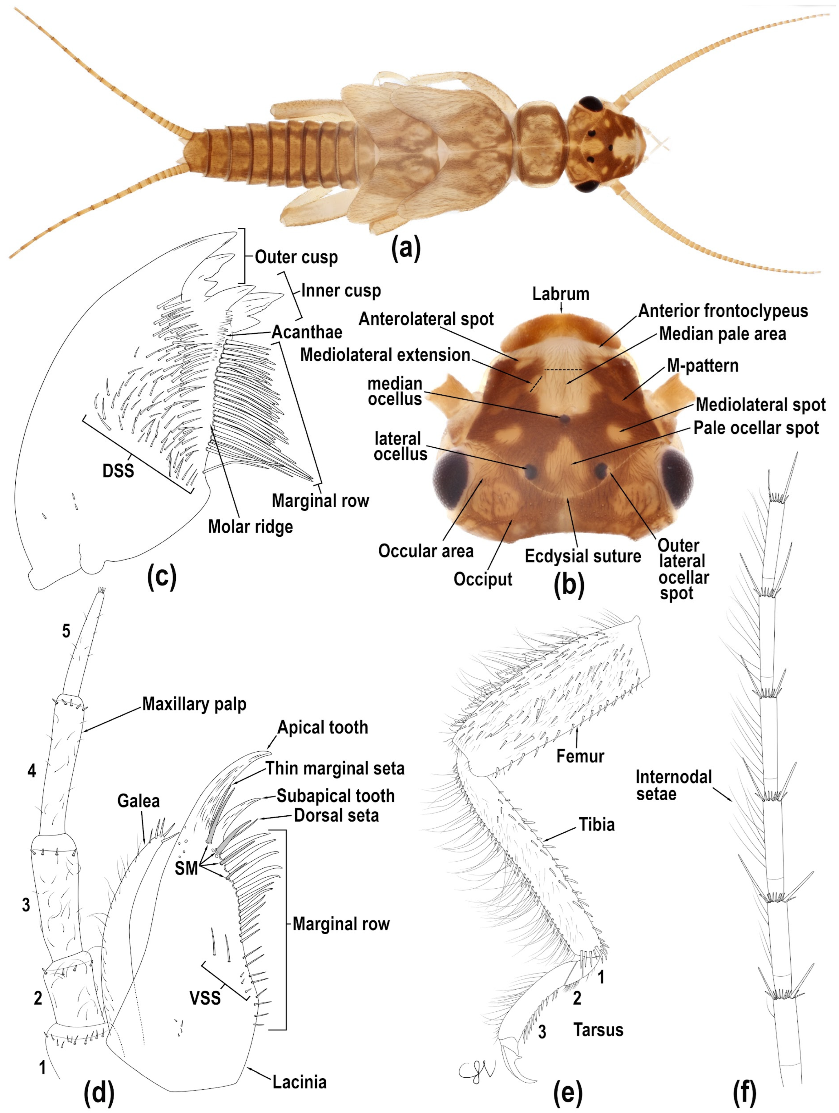 Diversity 17 00633 g009