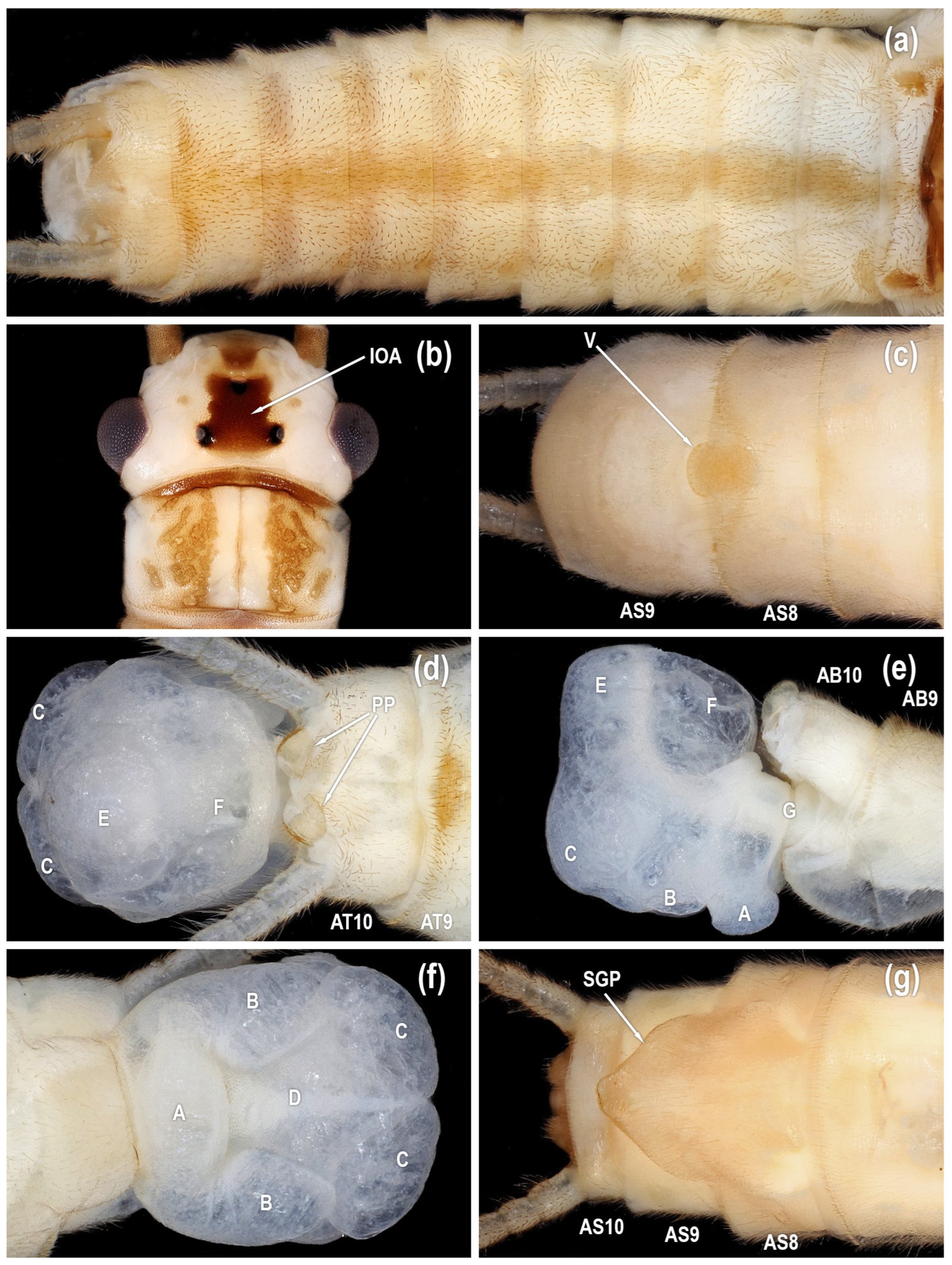 Diversity 17 00633 g012