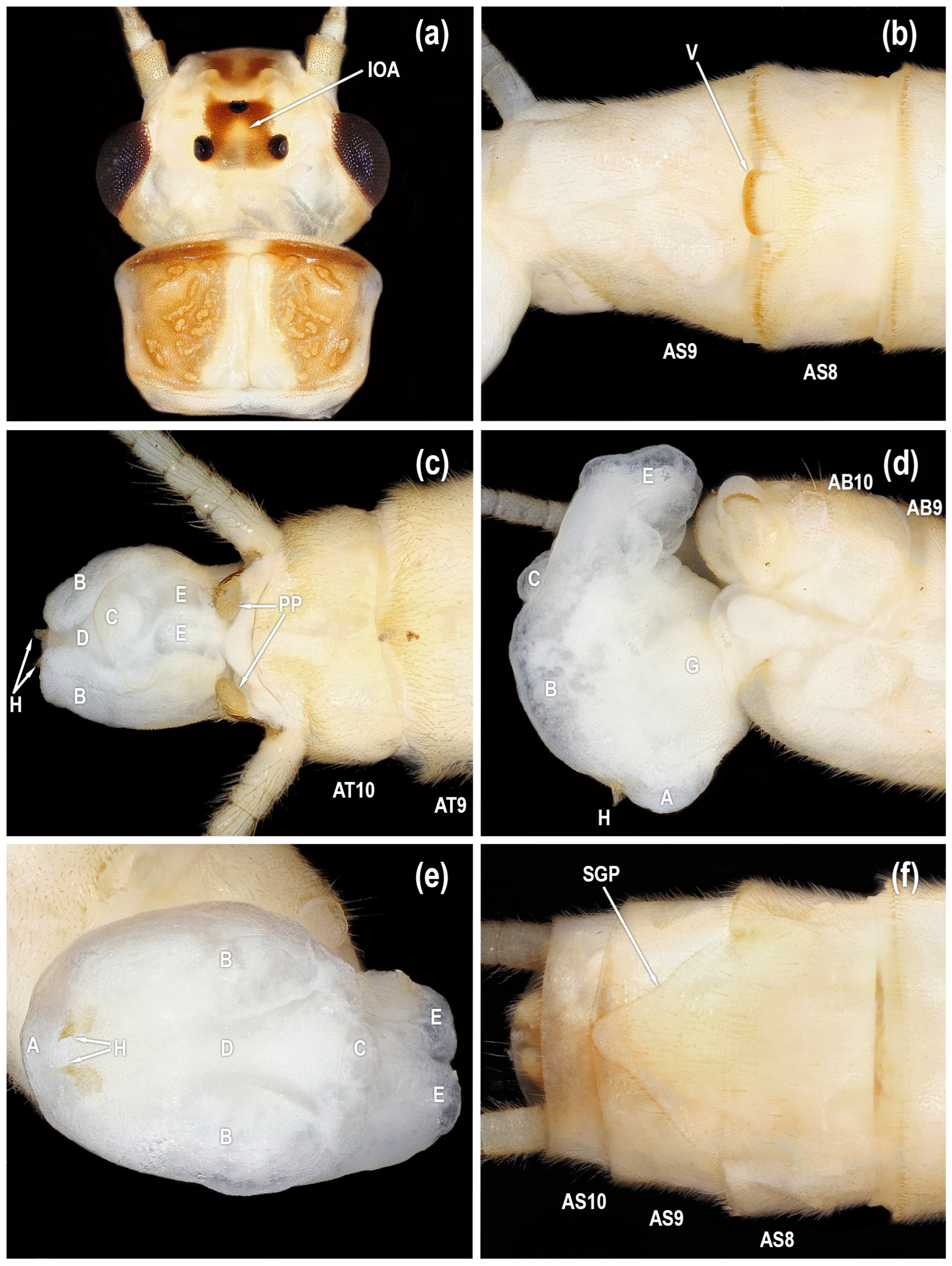 Diversity 17 00633 g013