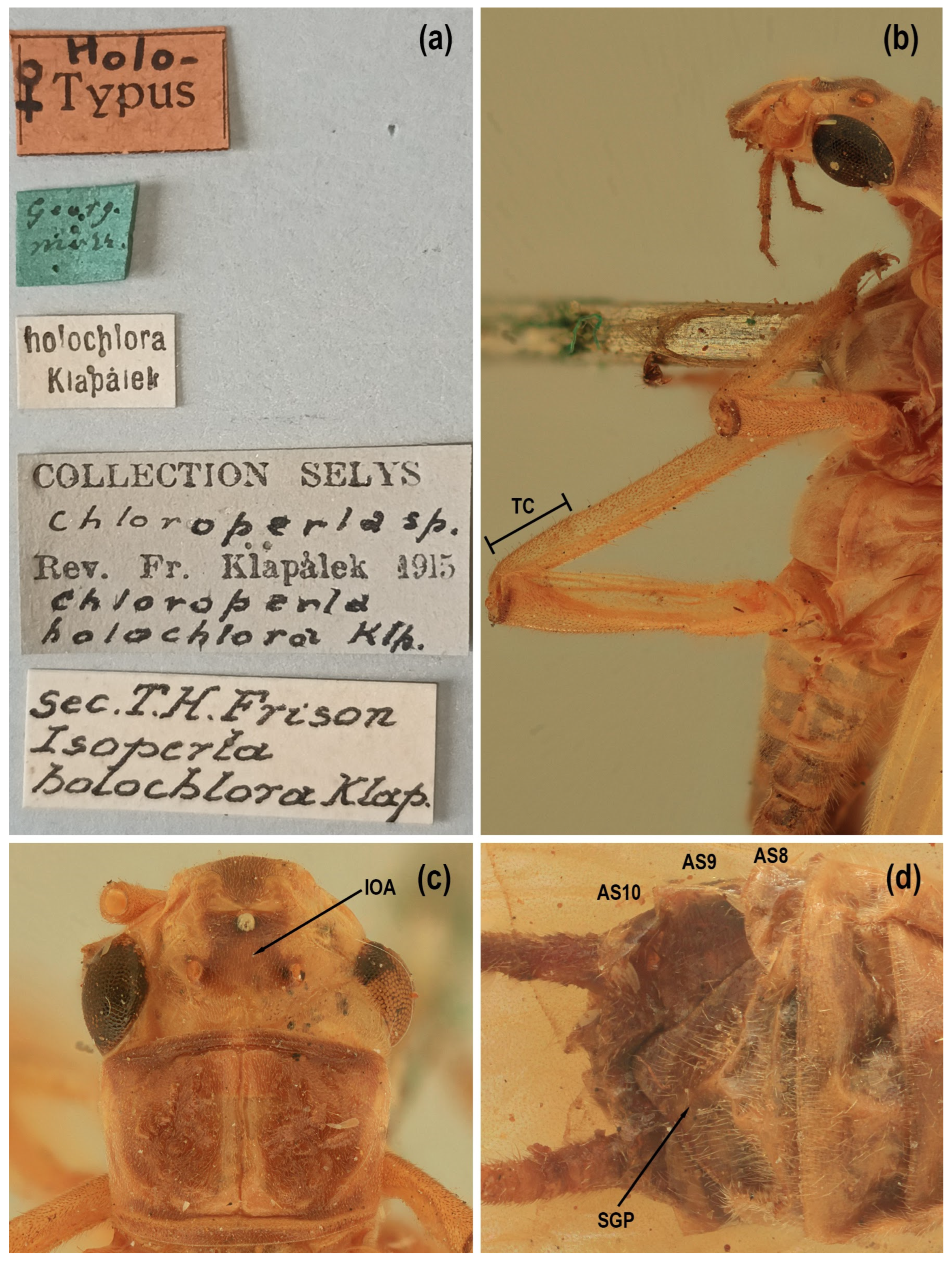 Diversity 17 00633 g014