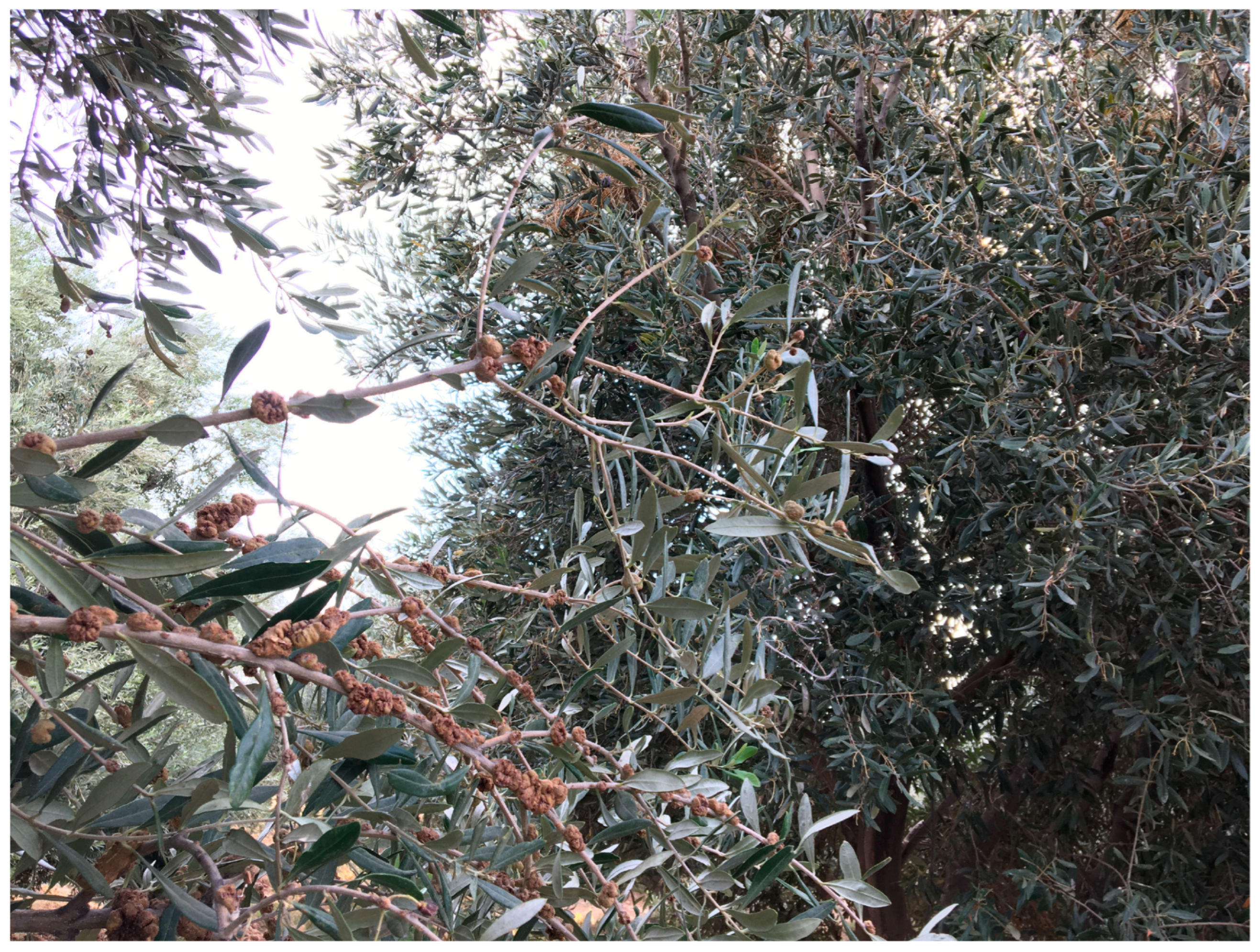 Diversity 17 00646 g002