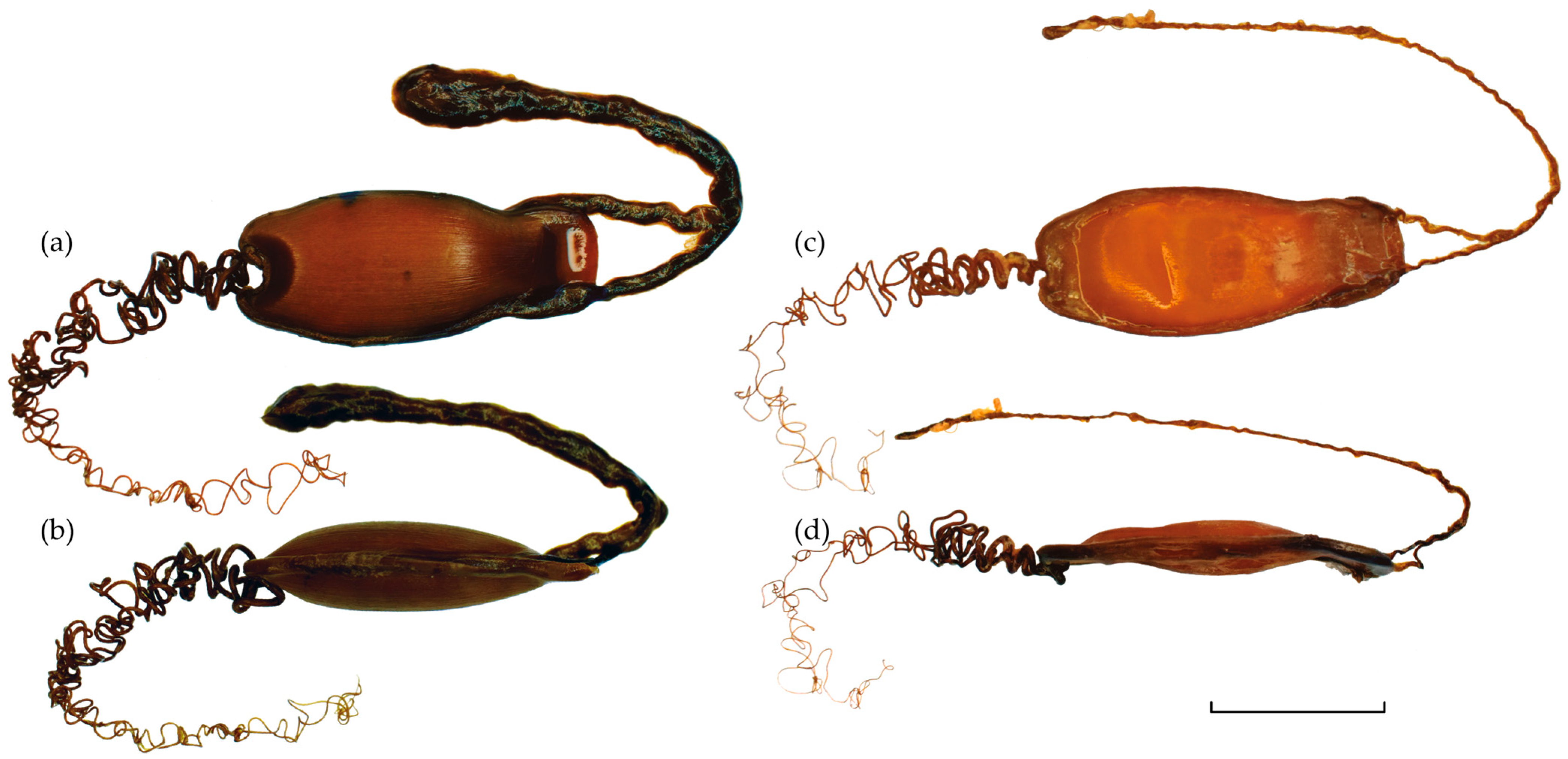 Diversity 17 00651 g002 Diversity 17 00651 g002