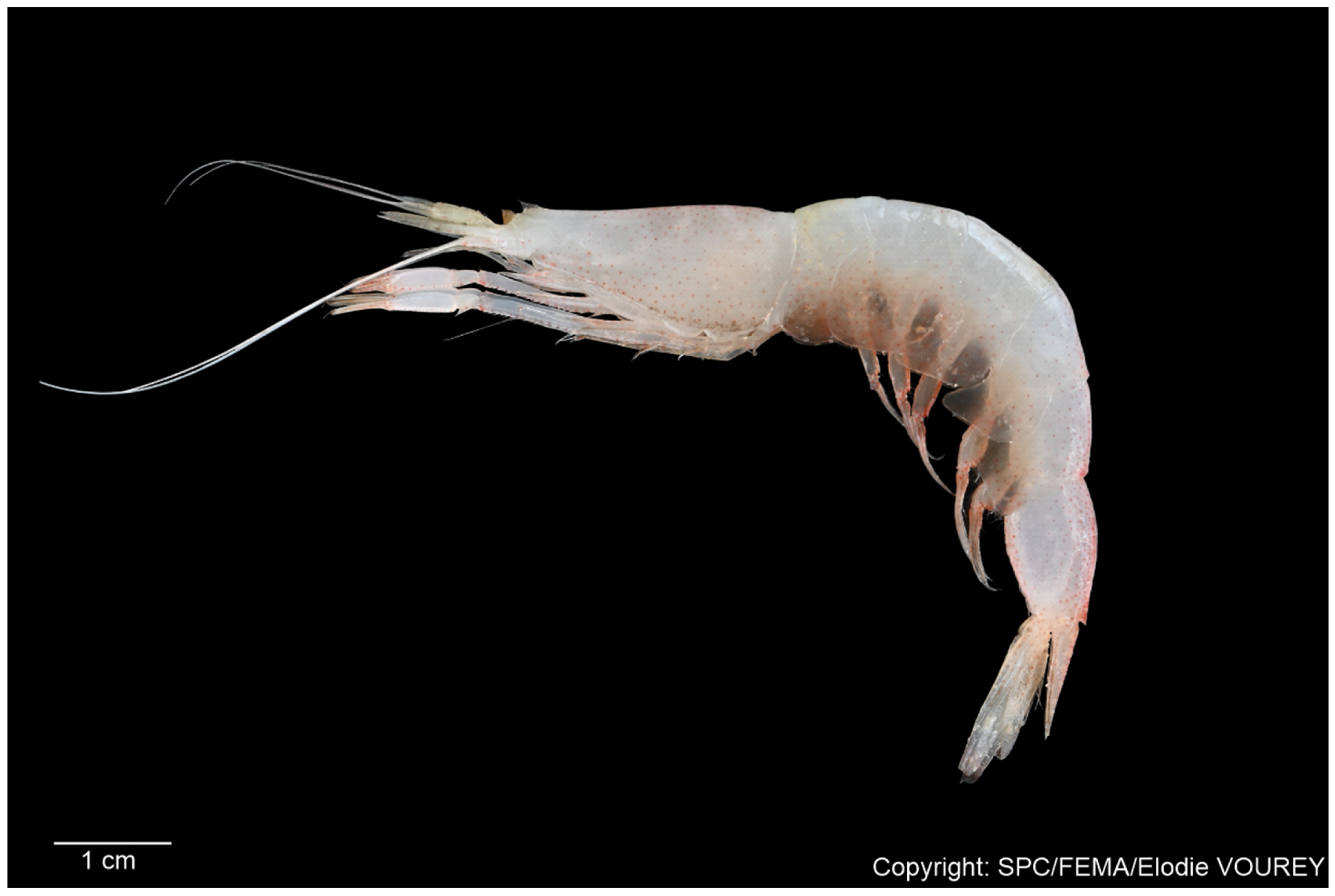 Diversity 17 00656 g006