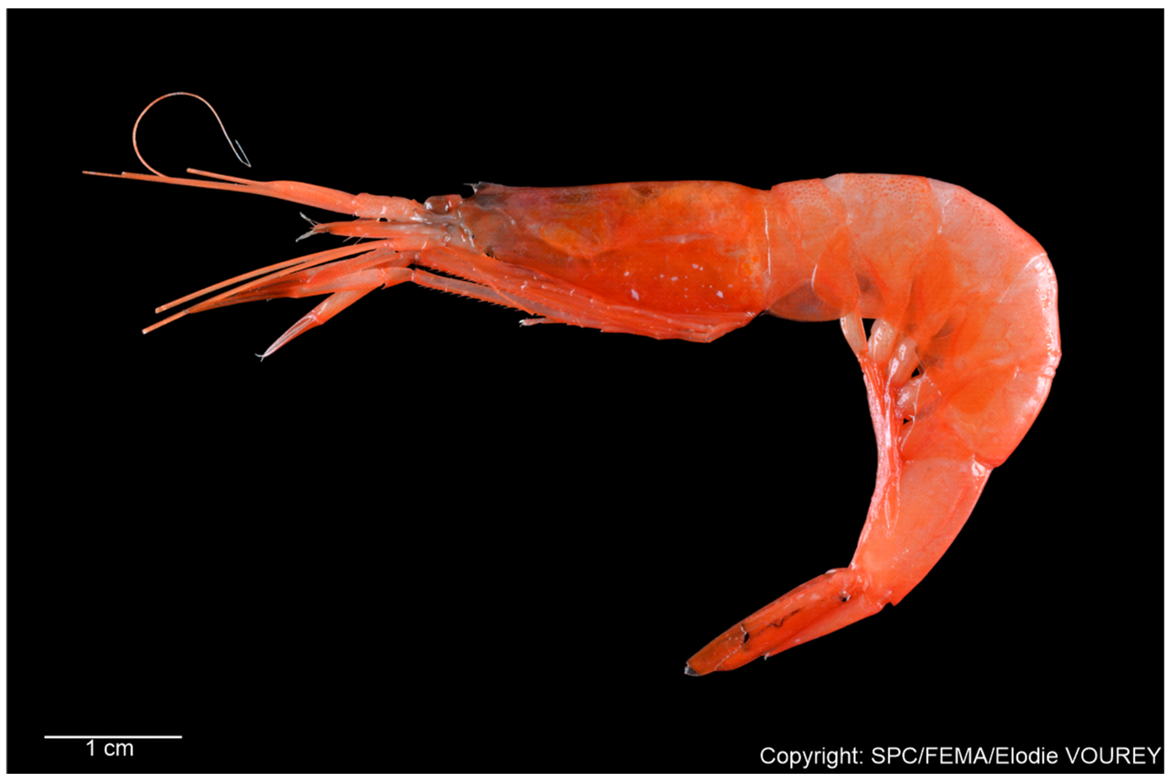 Diversity 17 00656 g012