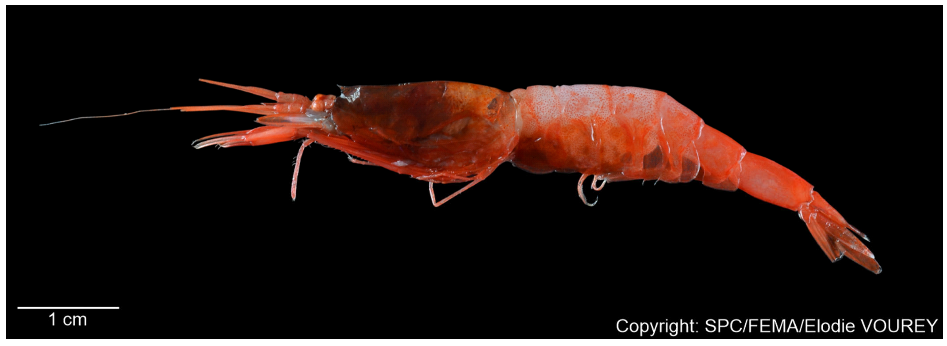 Diversity 17 00656 g015