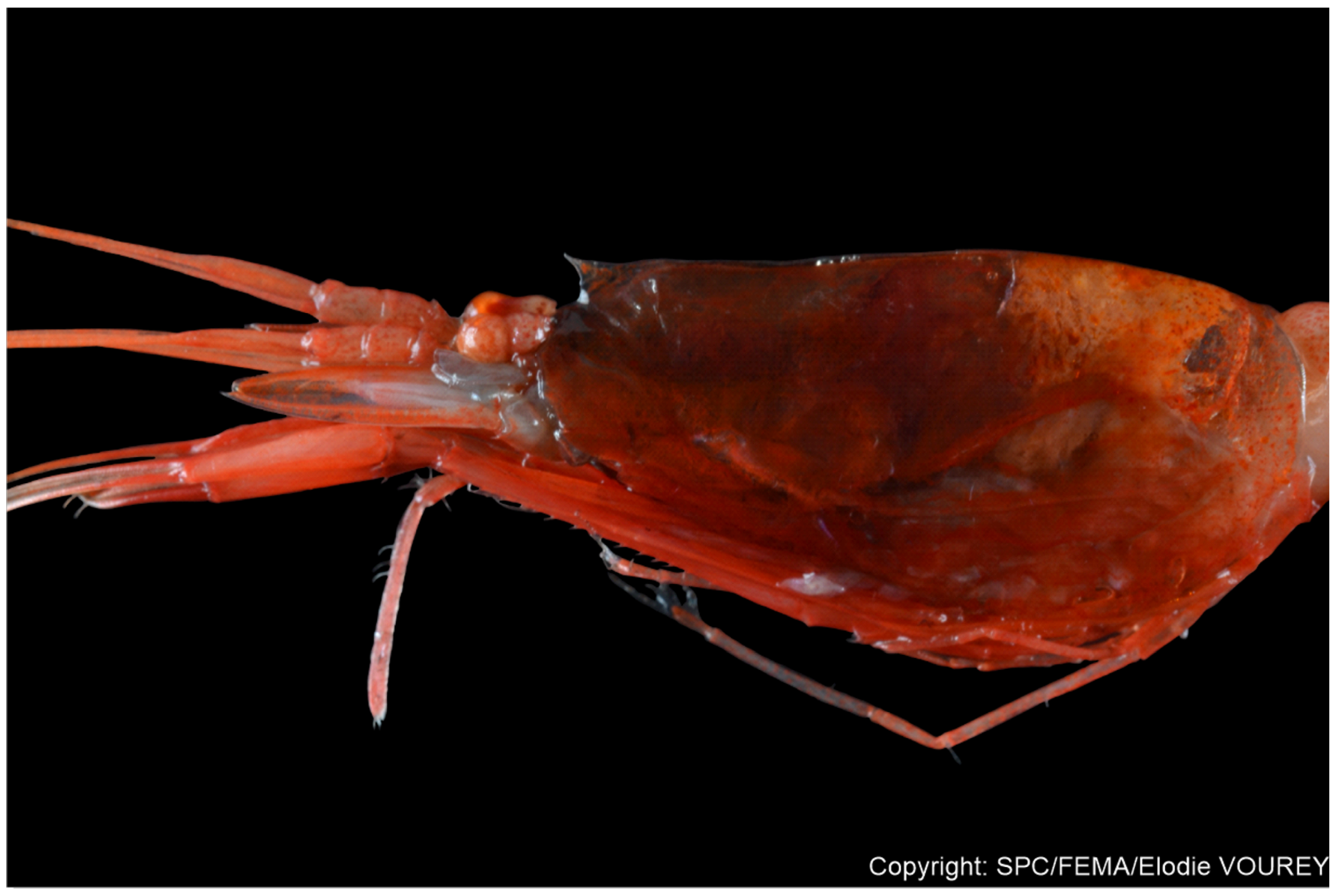 Diversity 17 00656 g016