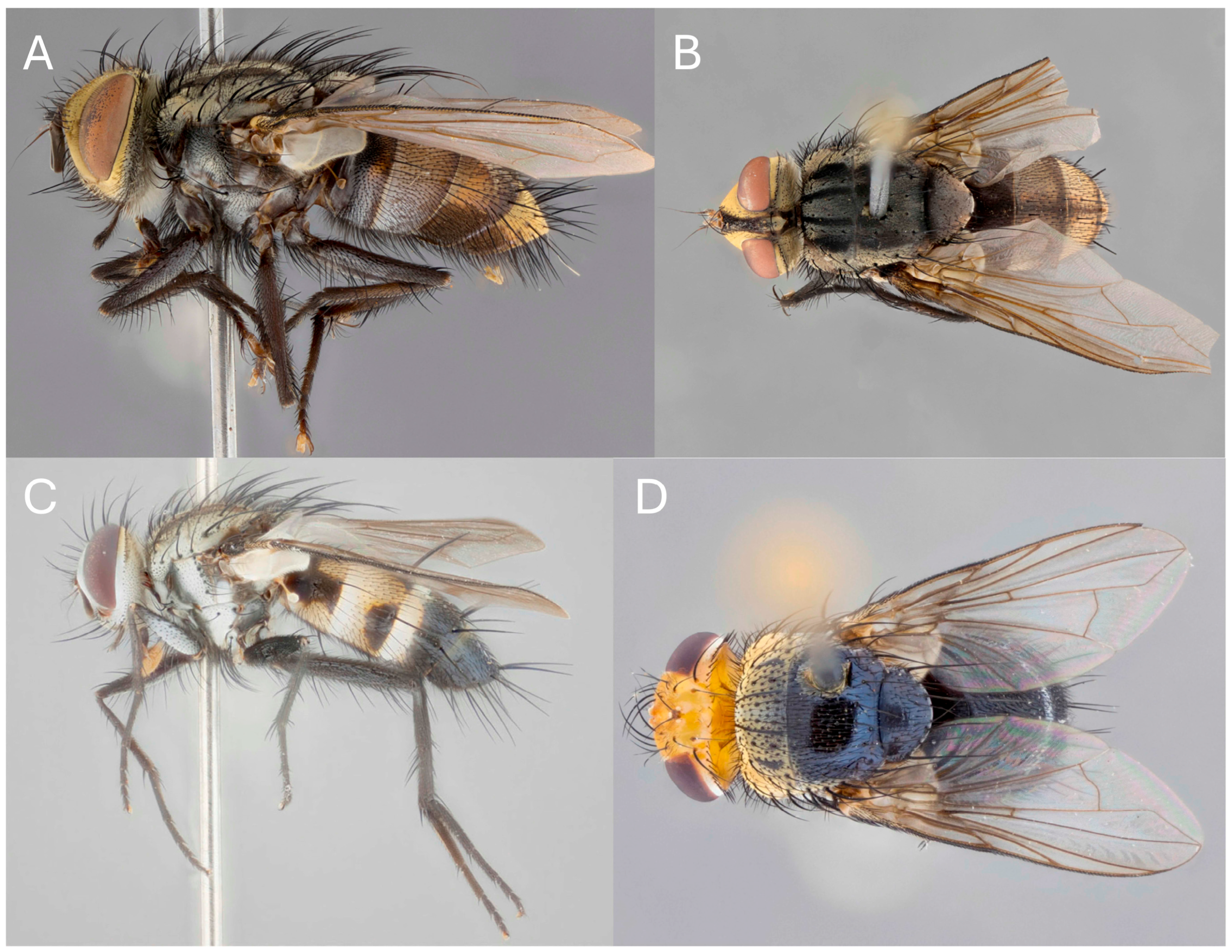 Diversity 17 00658 g001