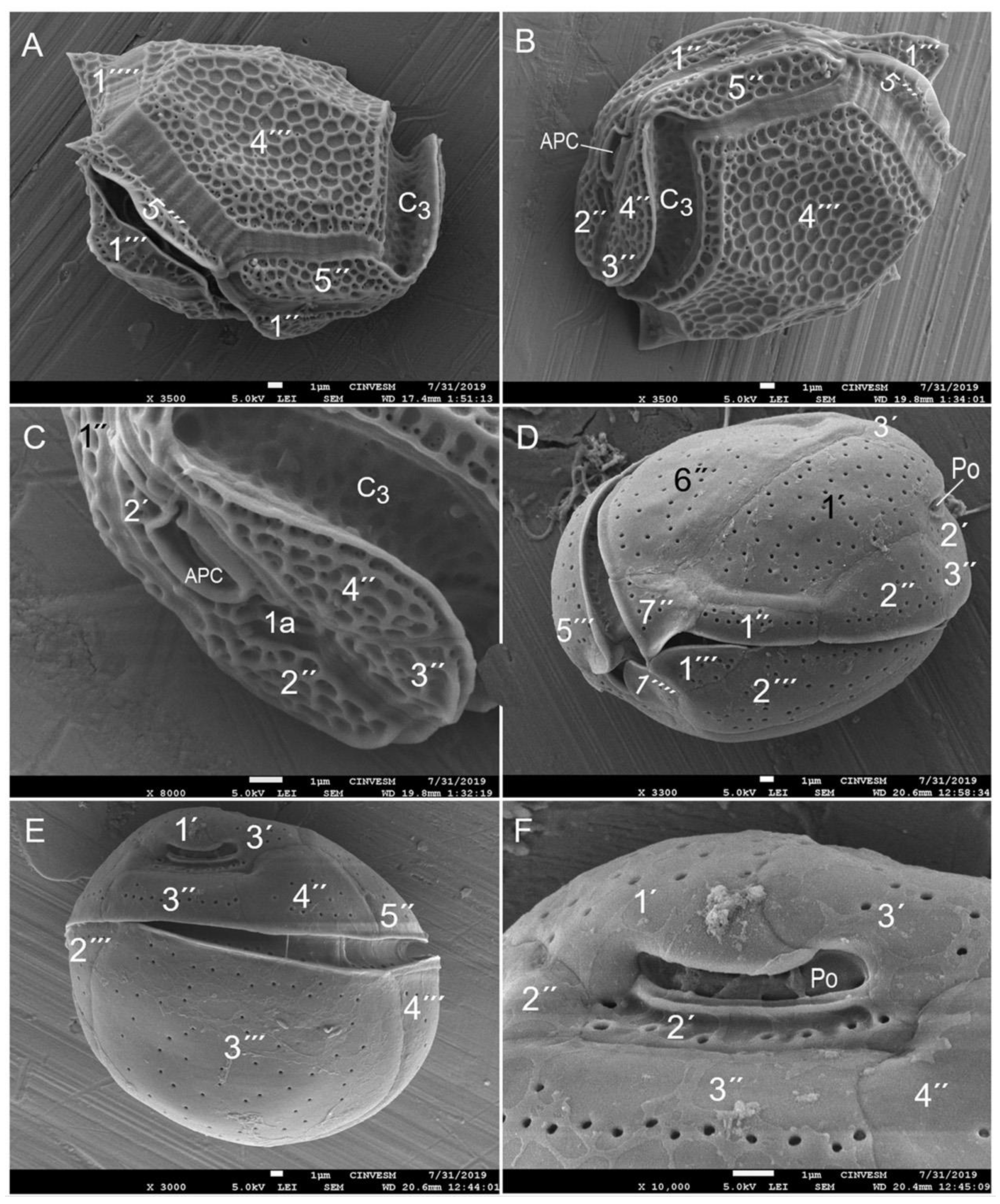 Diversity 17 00674 g003