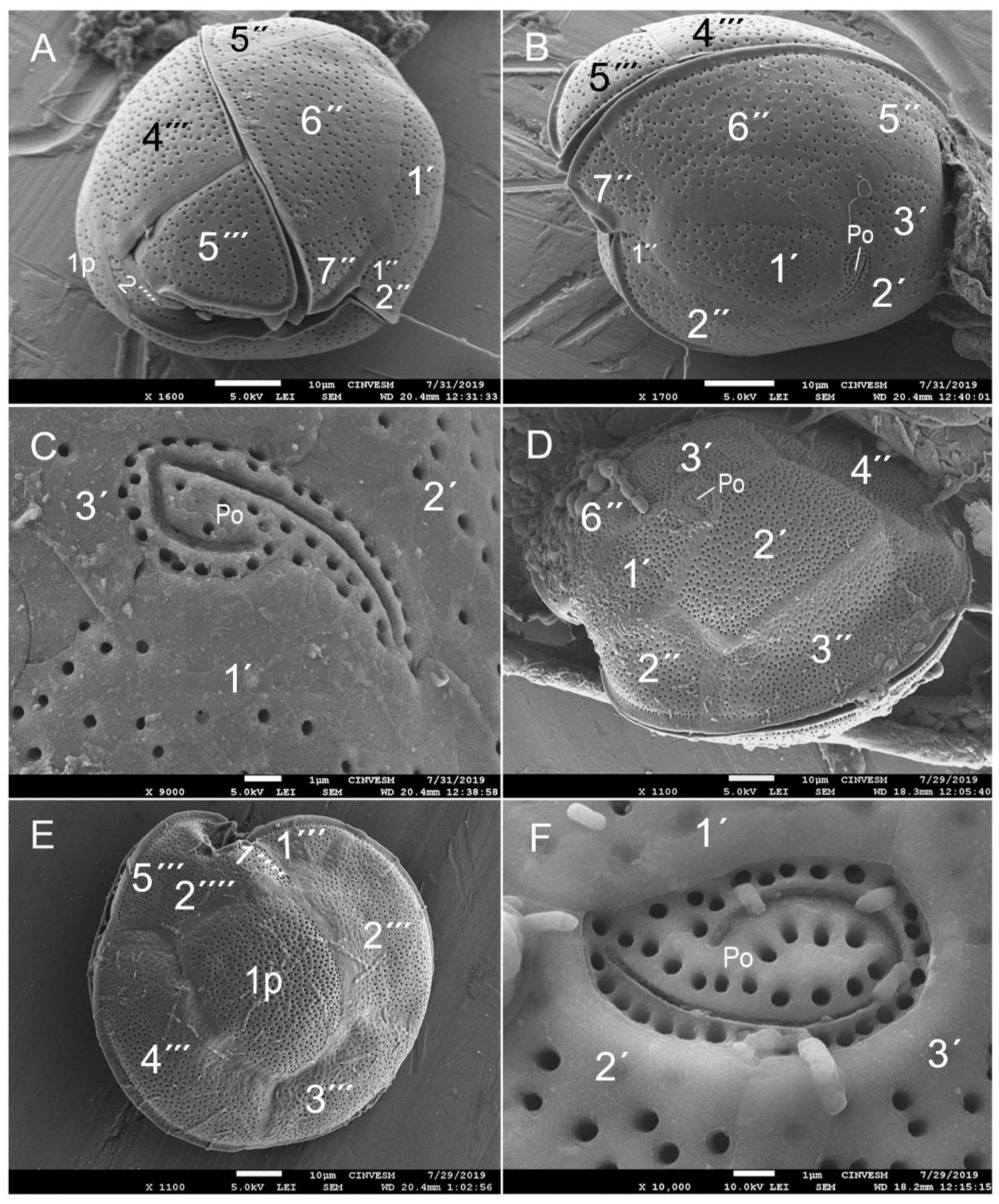 Diversity 17 00674 g004