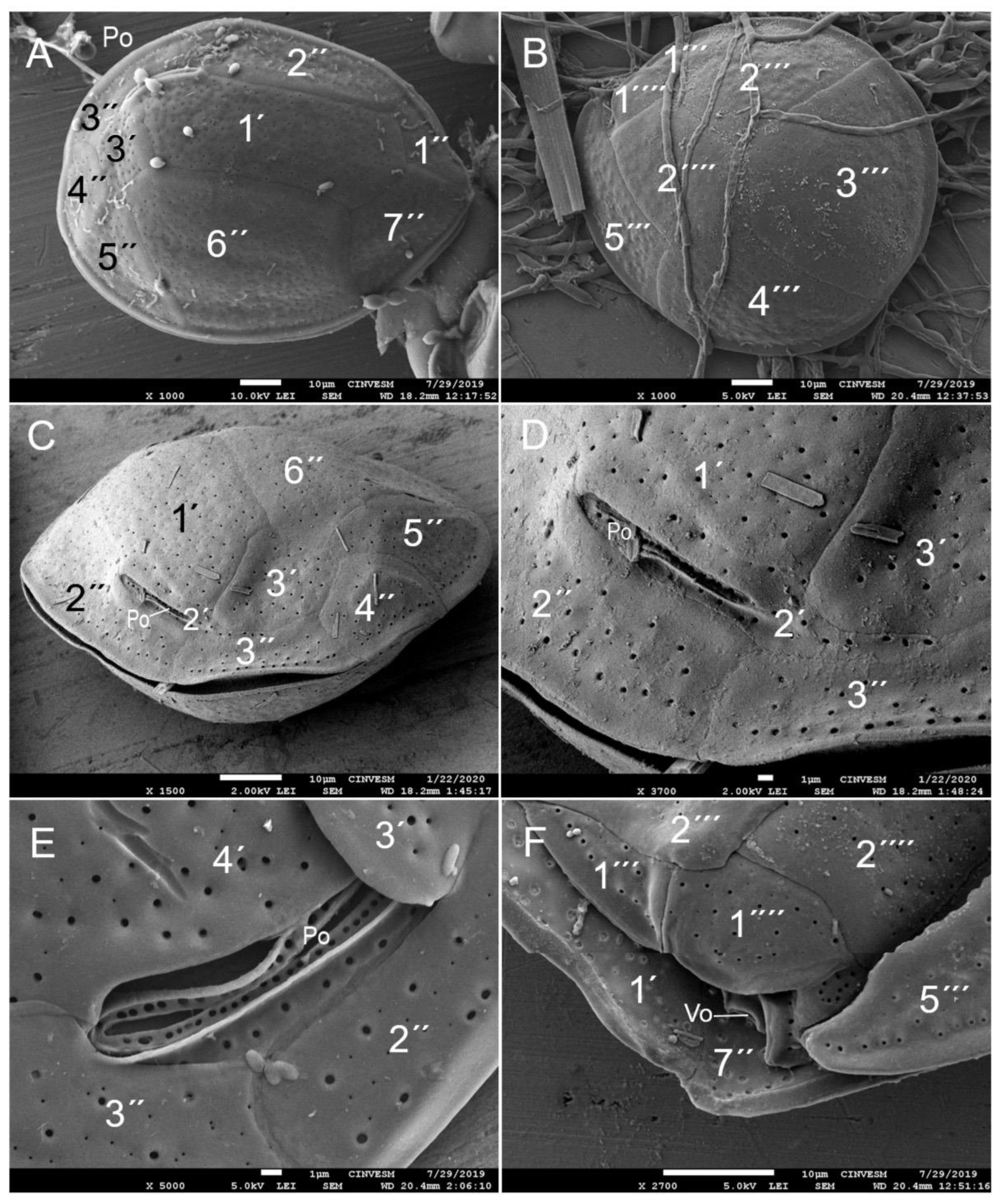Diversity 17 00674 g005