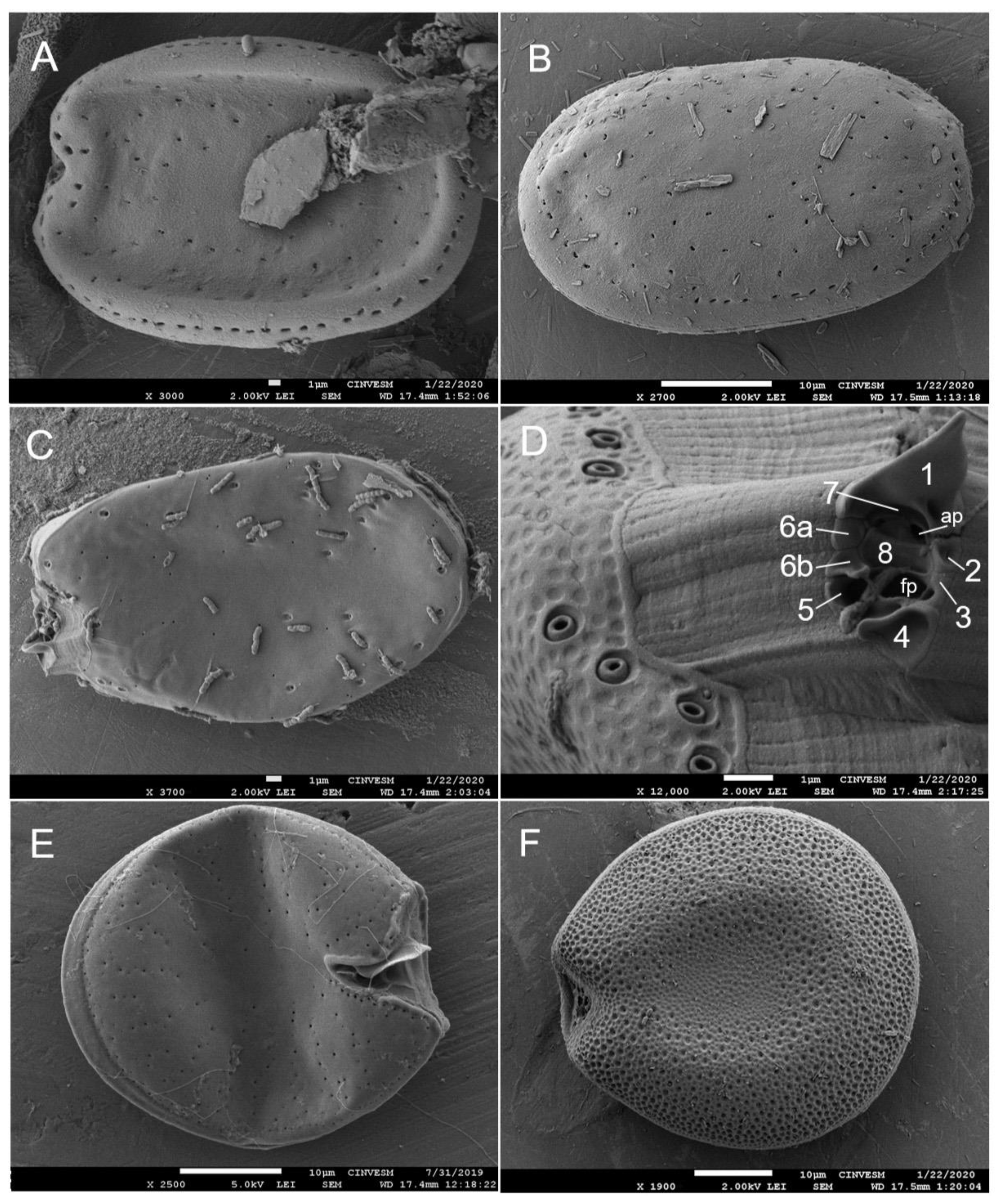 Diversity 17 00674 g006
