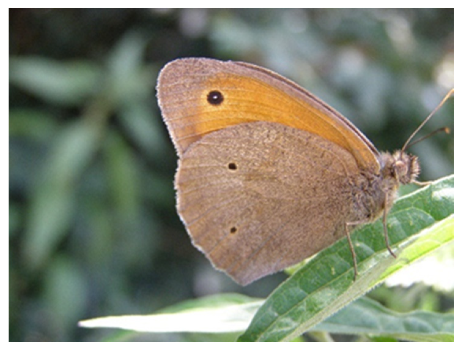 Diversity 17 00675 g001