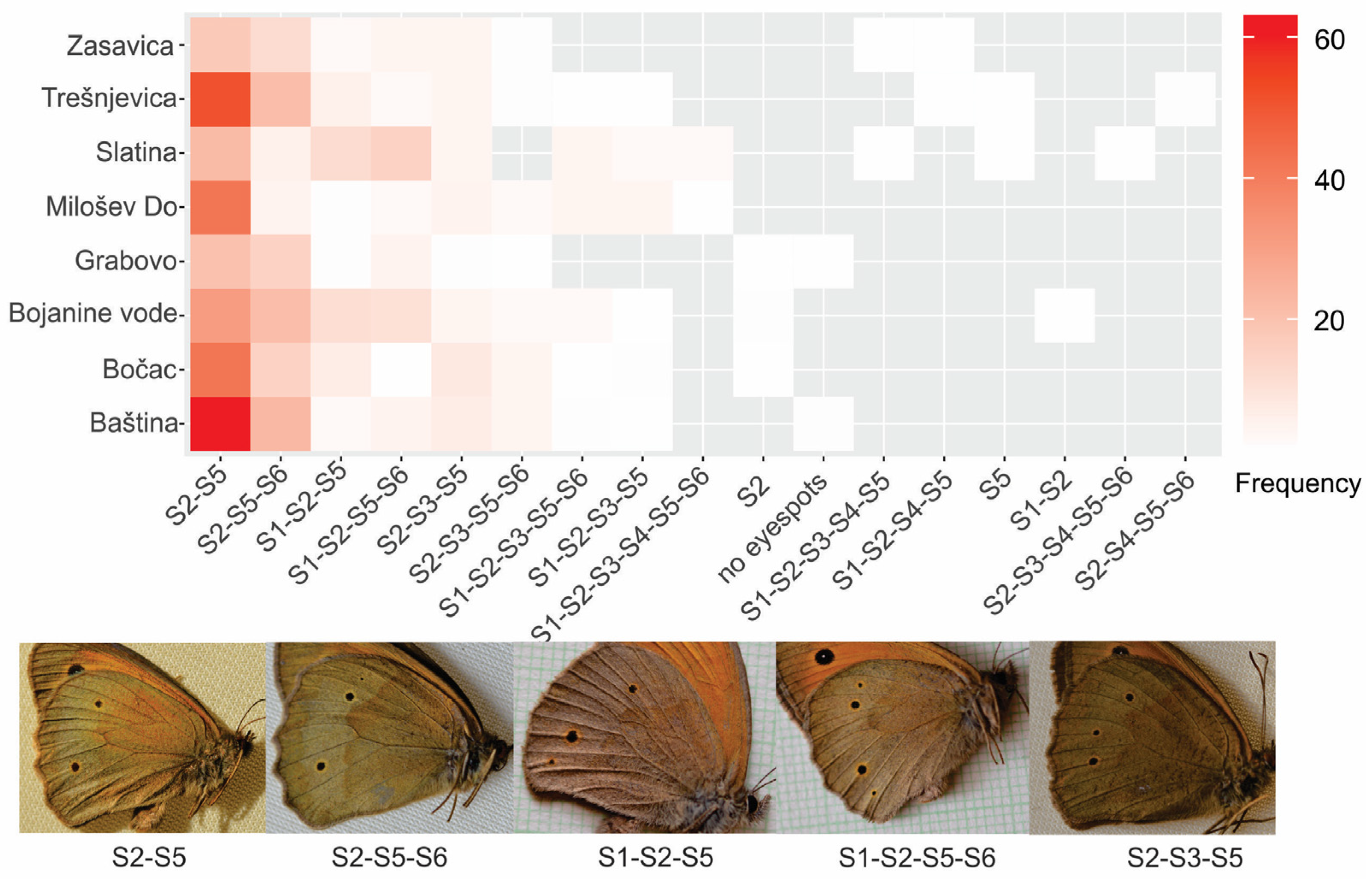 Diversity 17 00675 g004