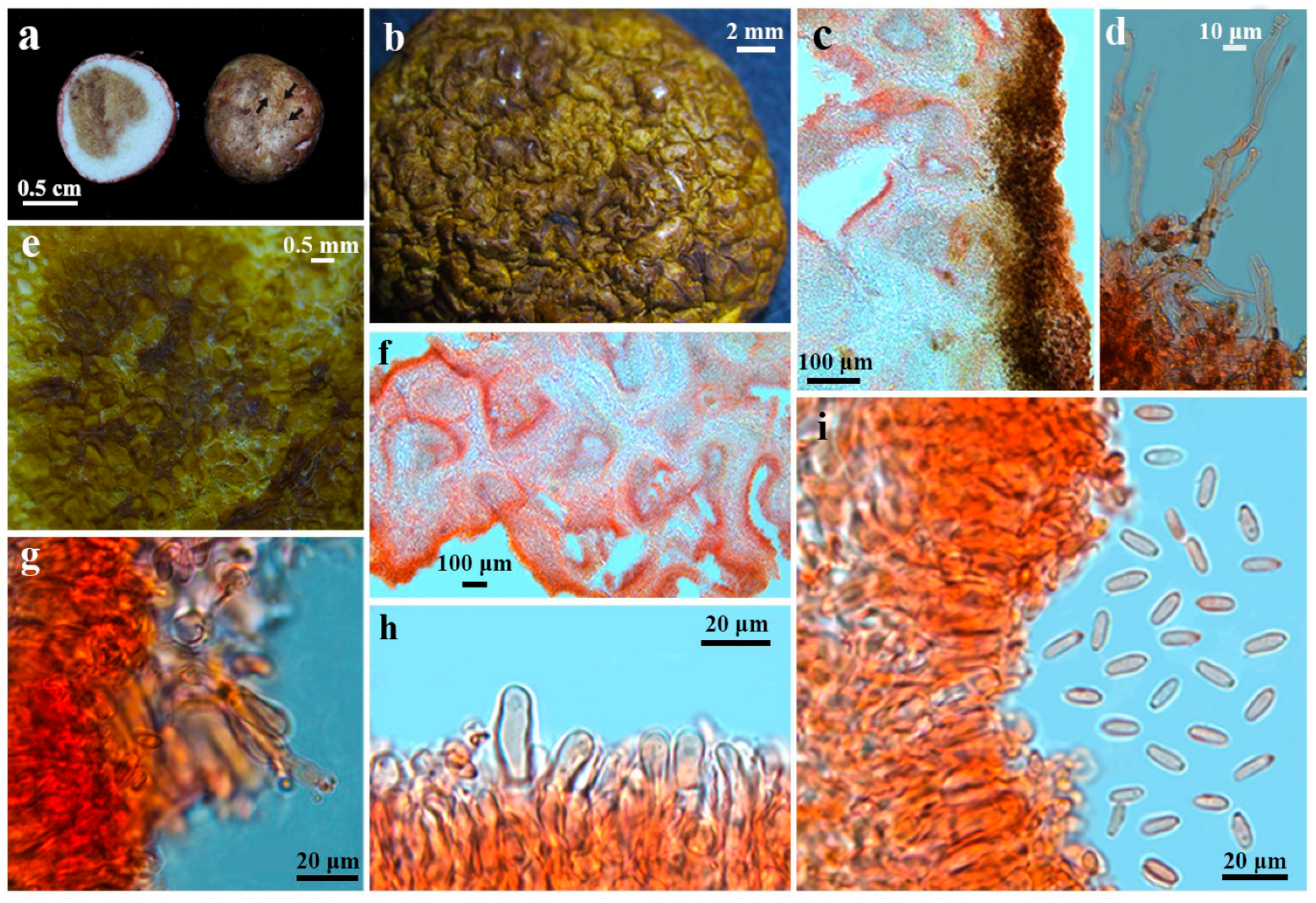 Diversity 17 00683 g002 Diversity 17 00683 g002