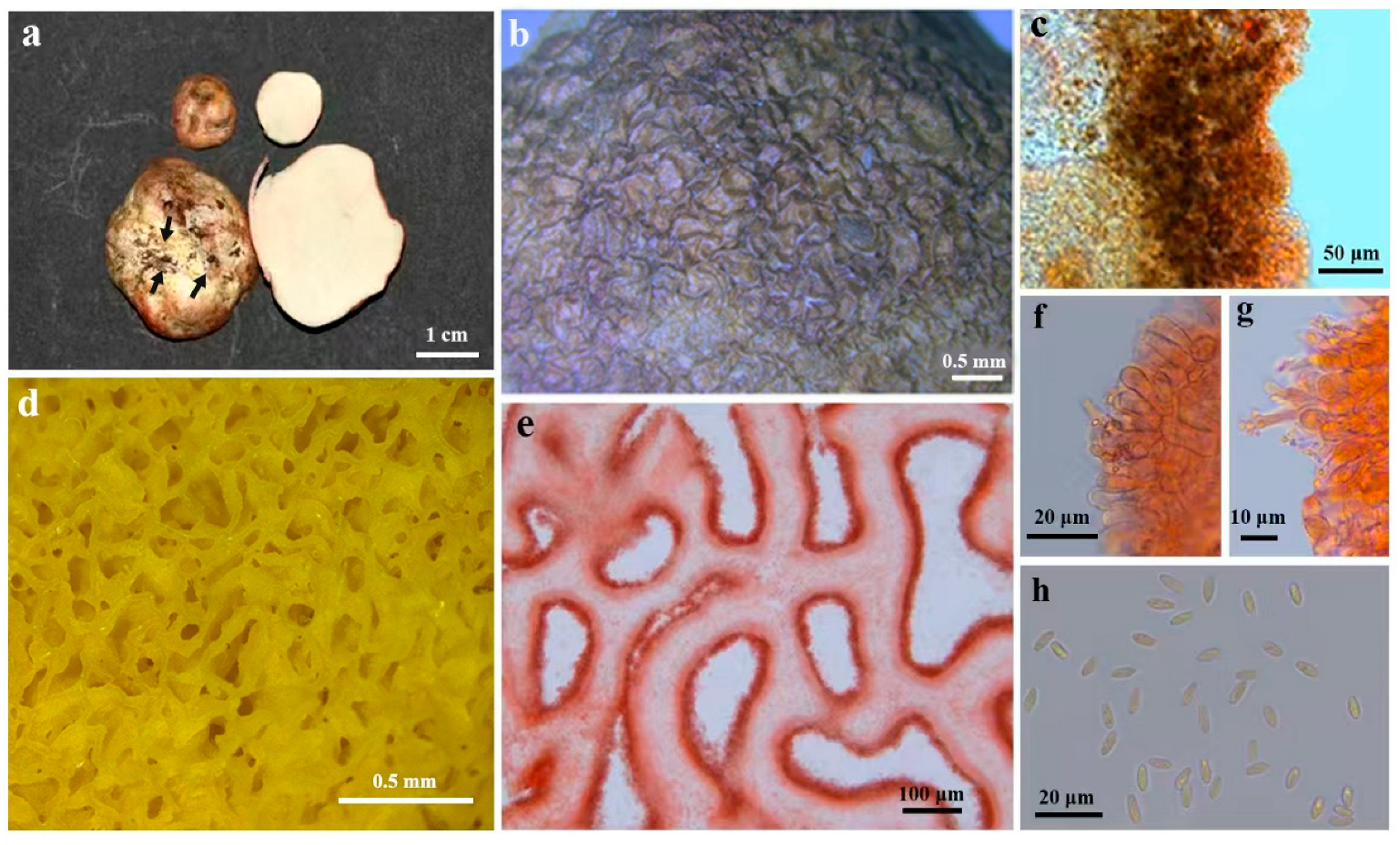 Diversity 17 00683 g003 Diversity 17 00683 g003