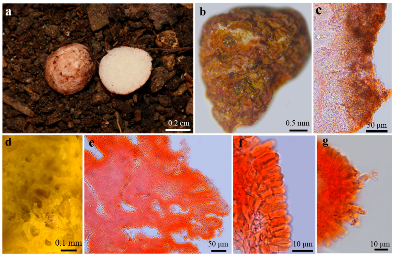 Diversity 17 00683 g004 Diversity 17 00683 g004