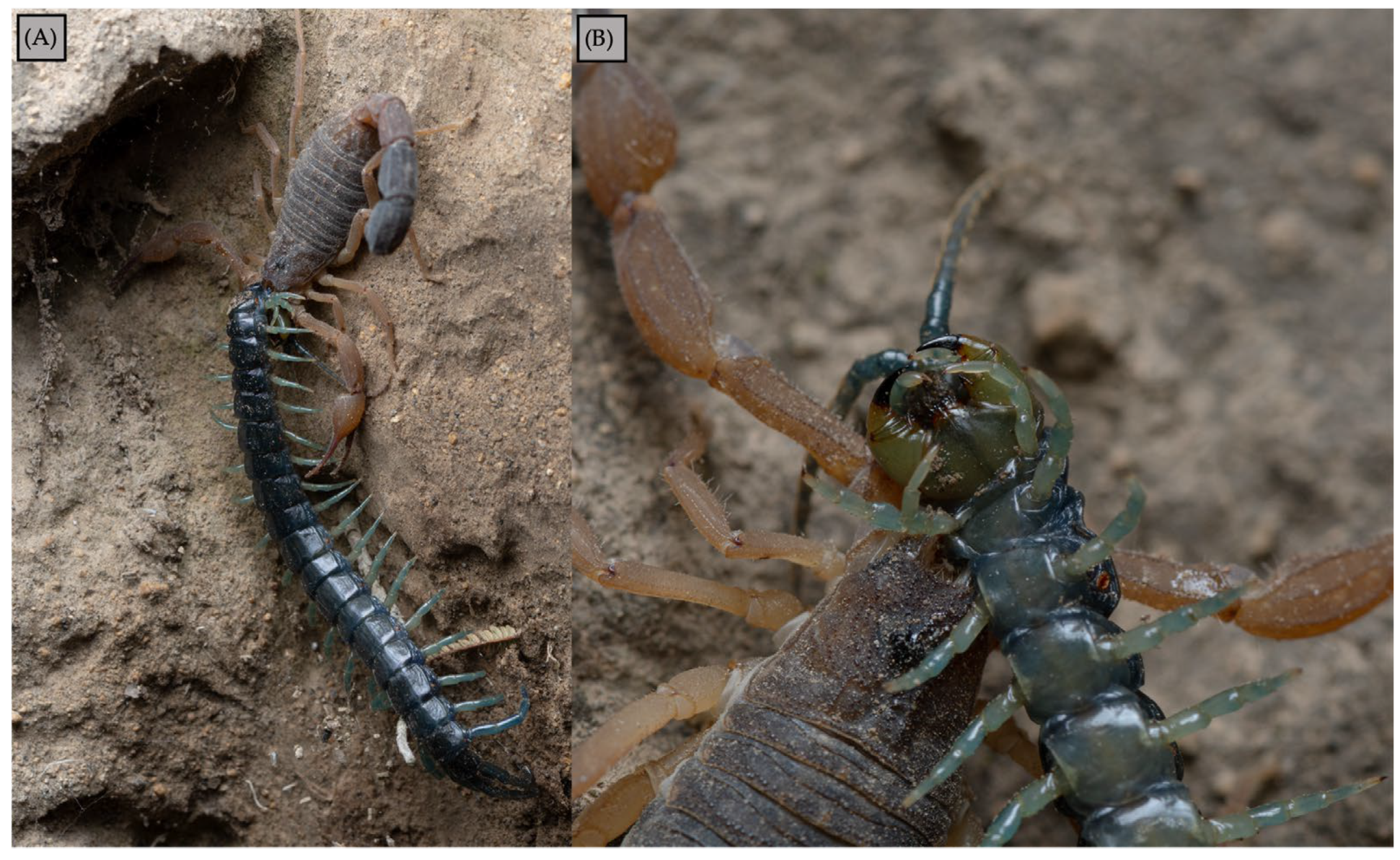 Diversity 17 00684 g002 Diversity 17 00684 g002