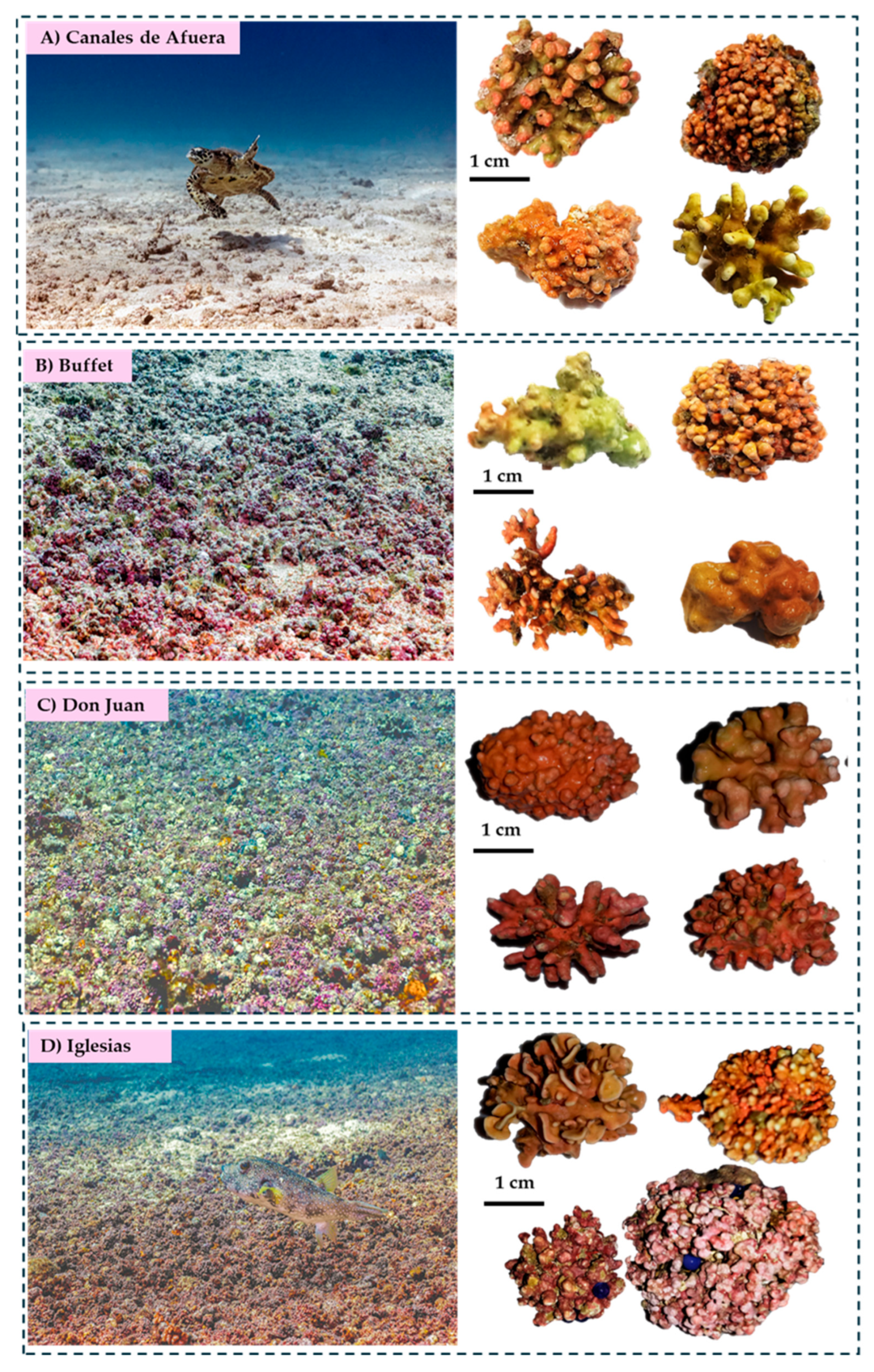 Diversity 17 00700 g006 Diversity 17 00700 g006