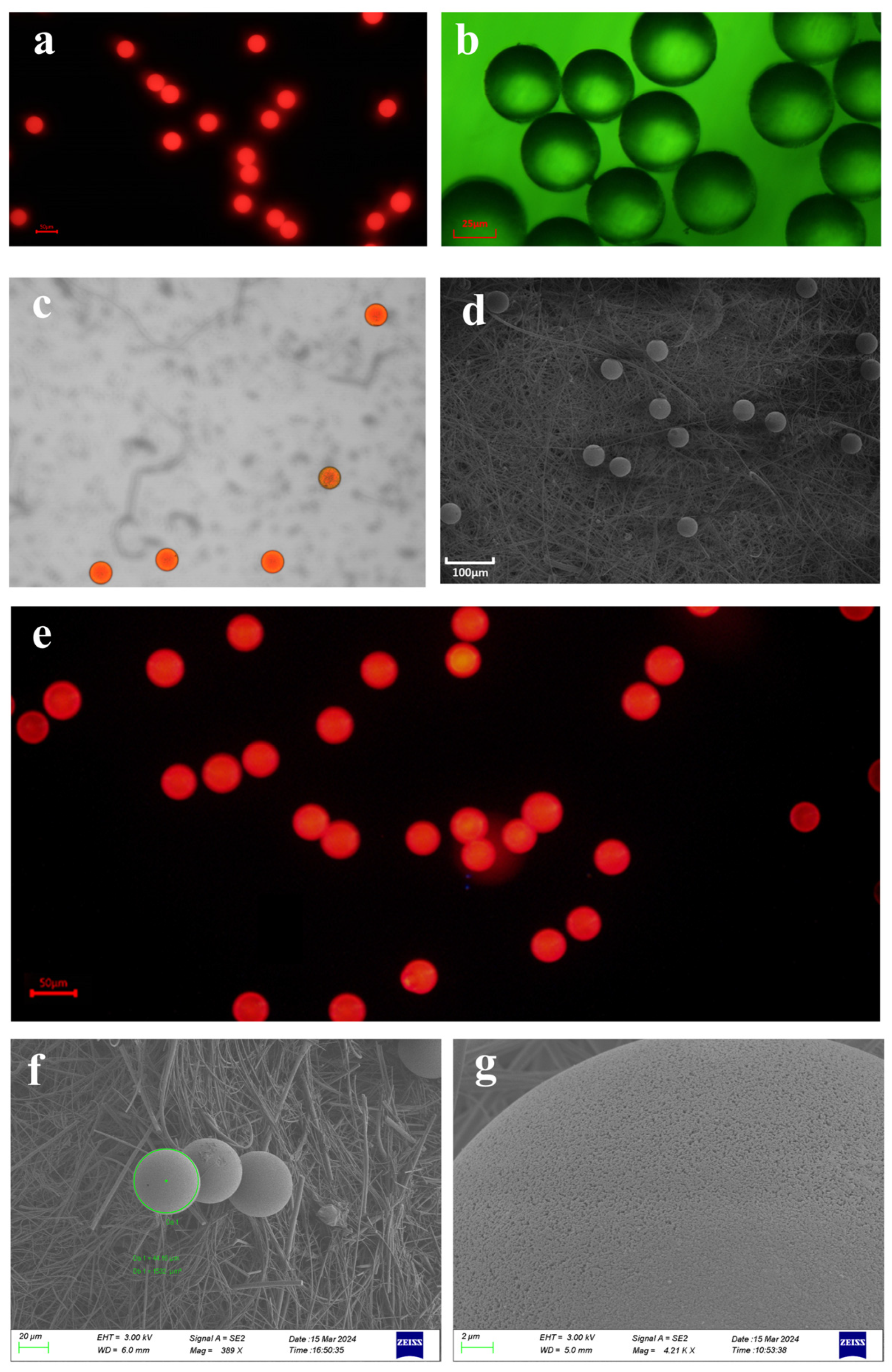 Diversity 17 00701 g001