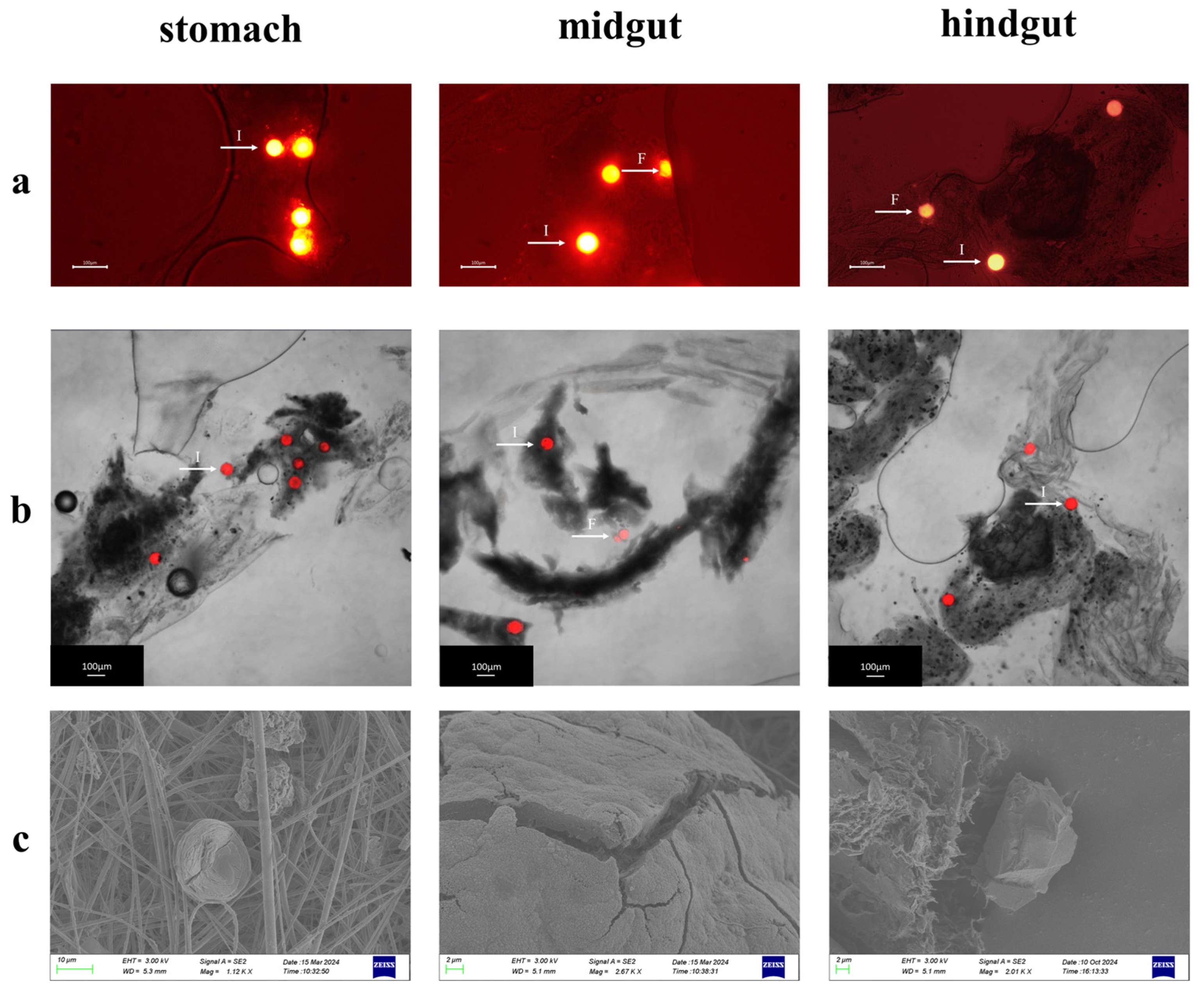 Diversity 17 00701 g006