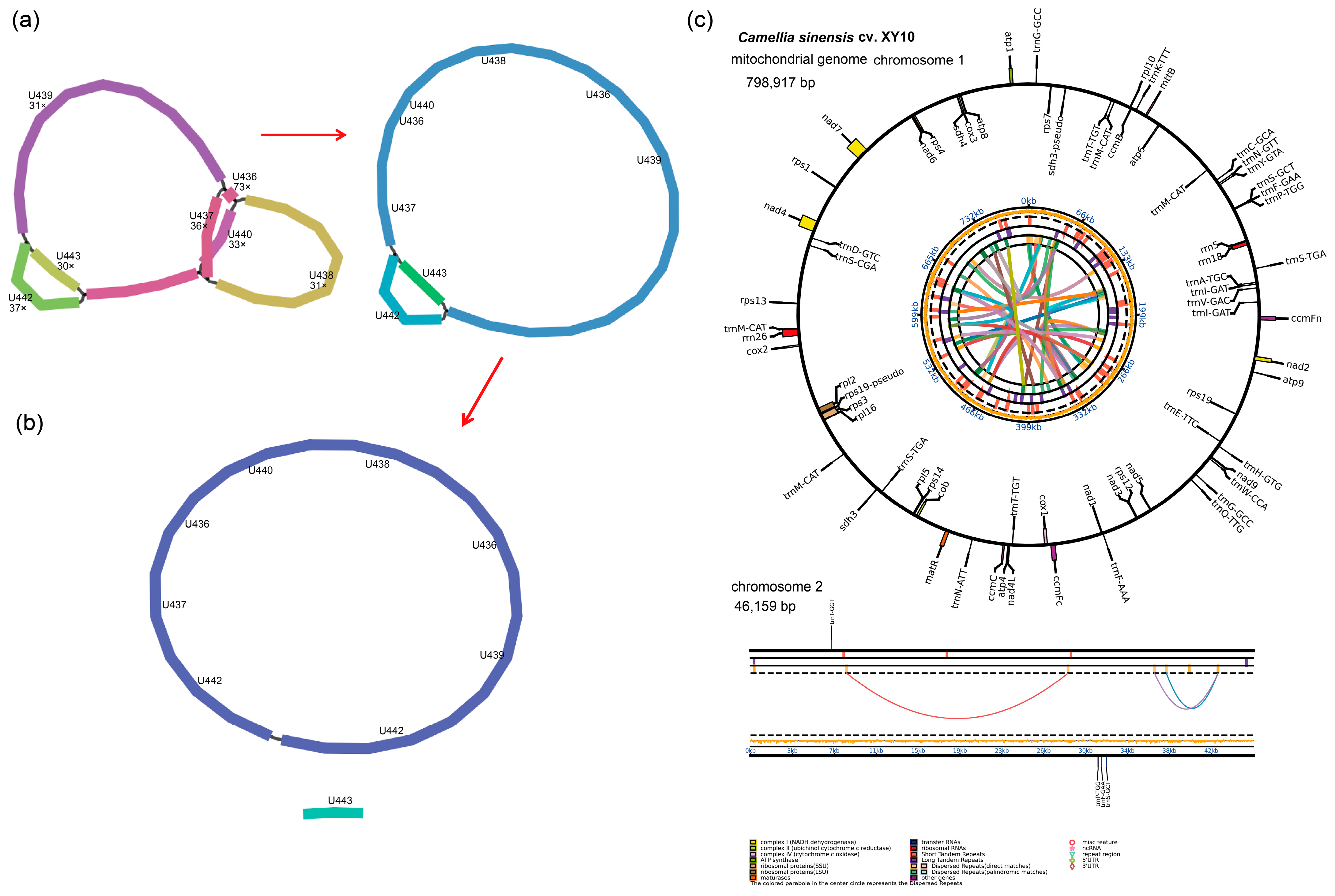 Diversity 17 00705 g001